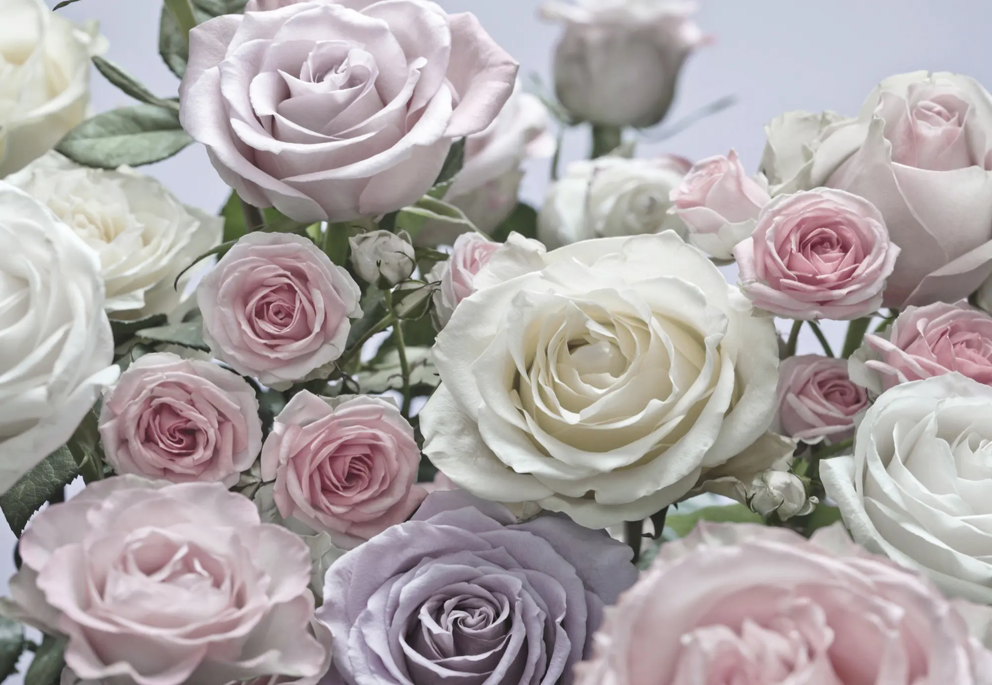 Komar Fototapete Floraison 368 x 254 cm 