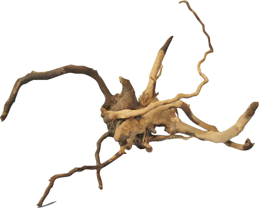 Orbit Finger-Wurzel Größe S 15-20 cm