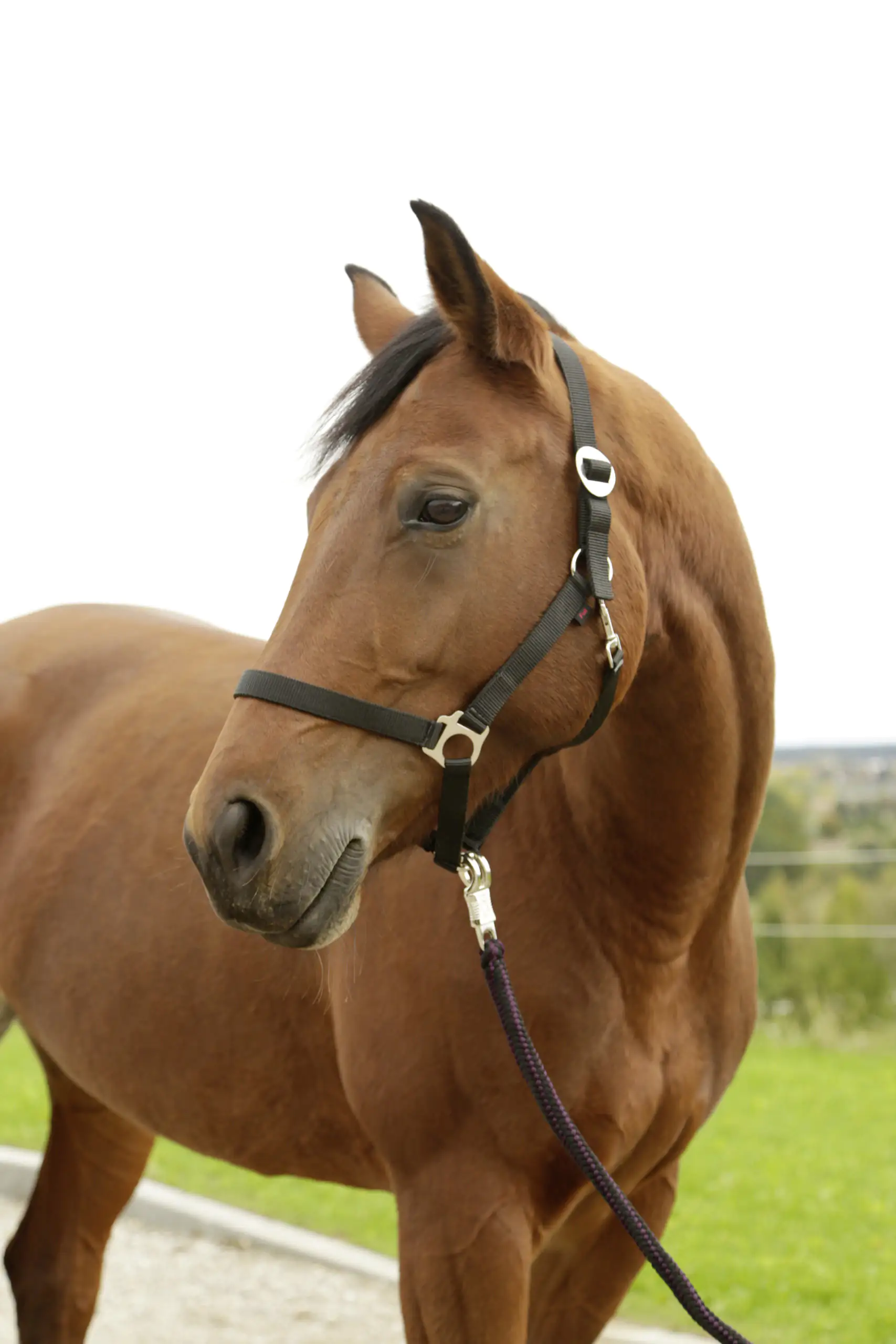 Kerbl Nylonhalfter Hippo, Cob schwarz