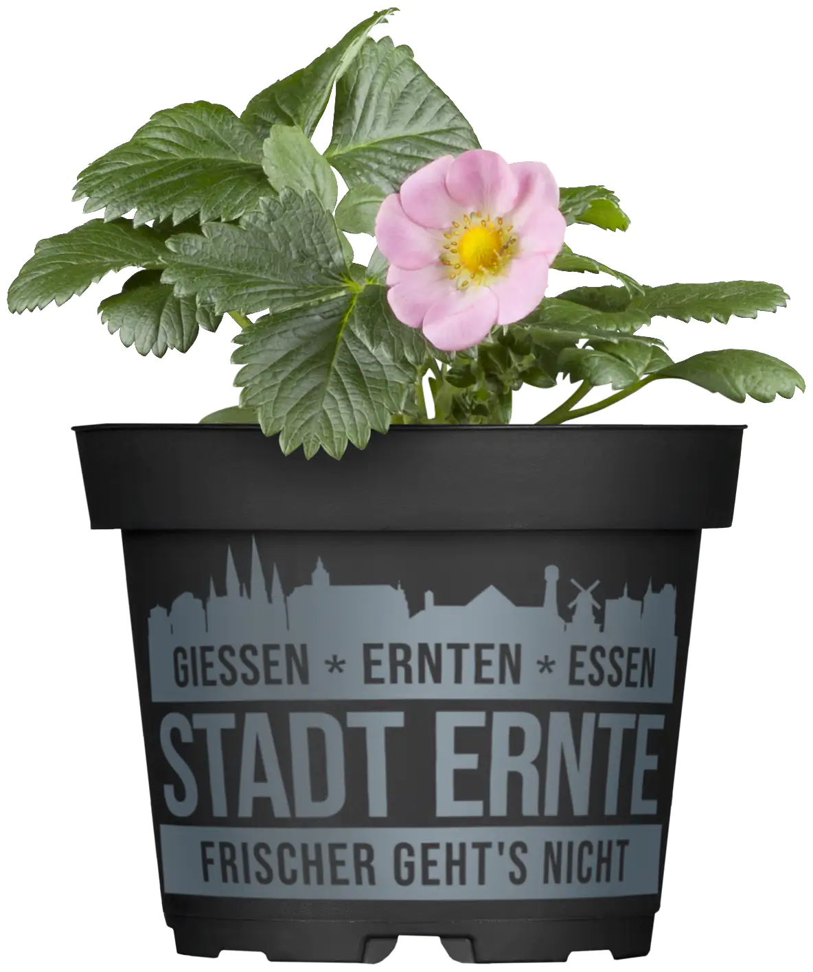 Erdbeere Pink Wonder Stadt Ernte H ca 20 cm 17 cm Topf