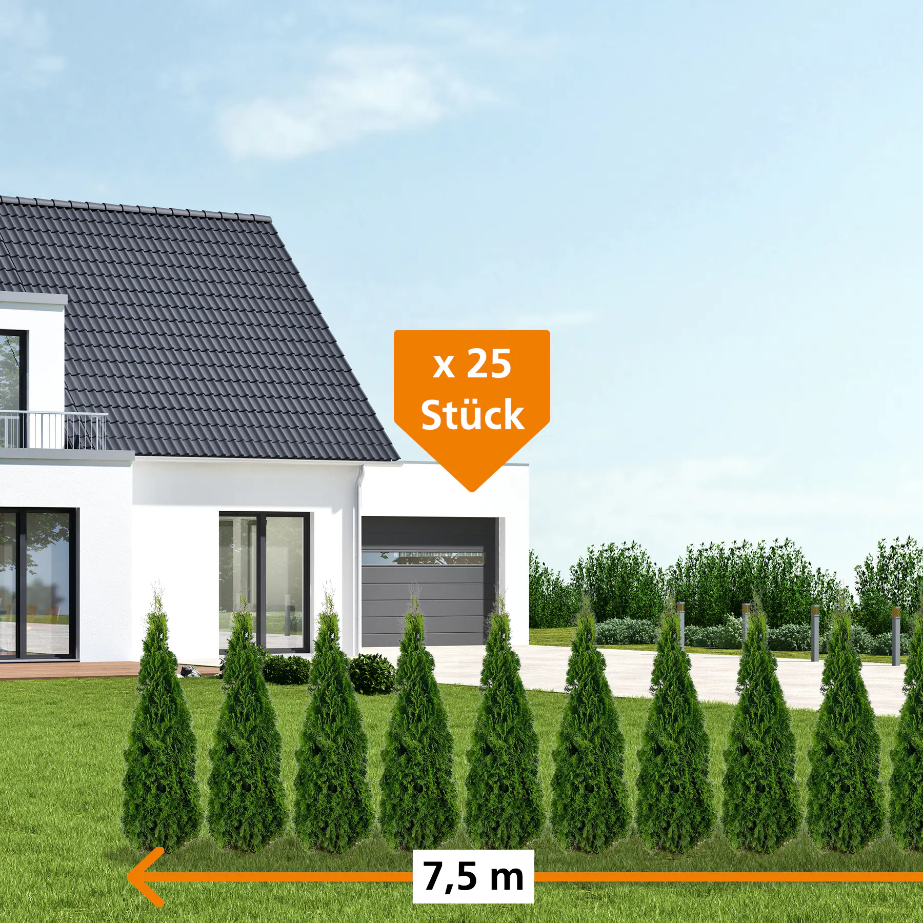 Lebensbaum Thuja occ. Smaragd H 60 - 80 cm, 25 Stück Lebensbaum Thuja occ. Smaragd H 60 - 80 cm, 25 Stück