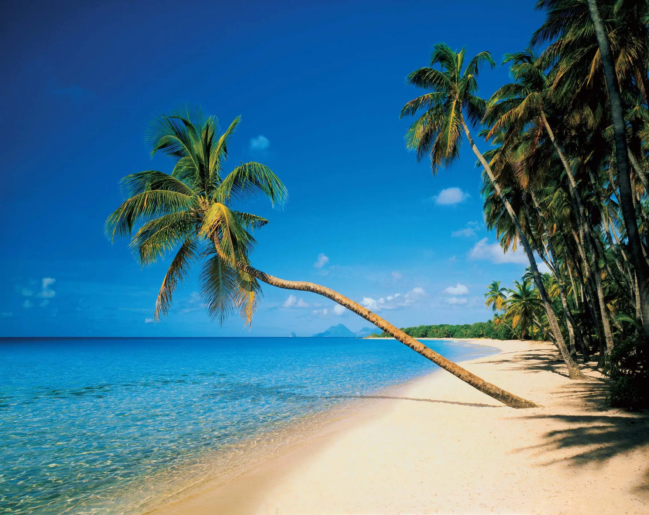 papermoon Vlies- Fototapete Digitaldruck 350 x 260 cm Leaning Palms