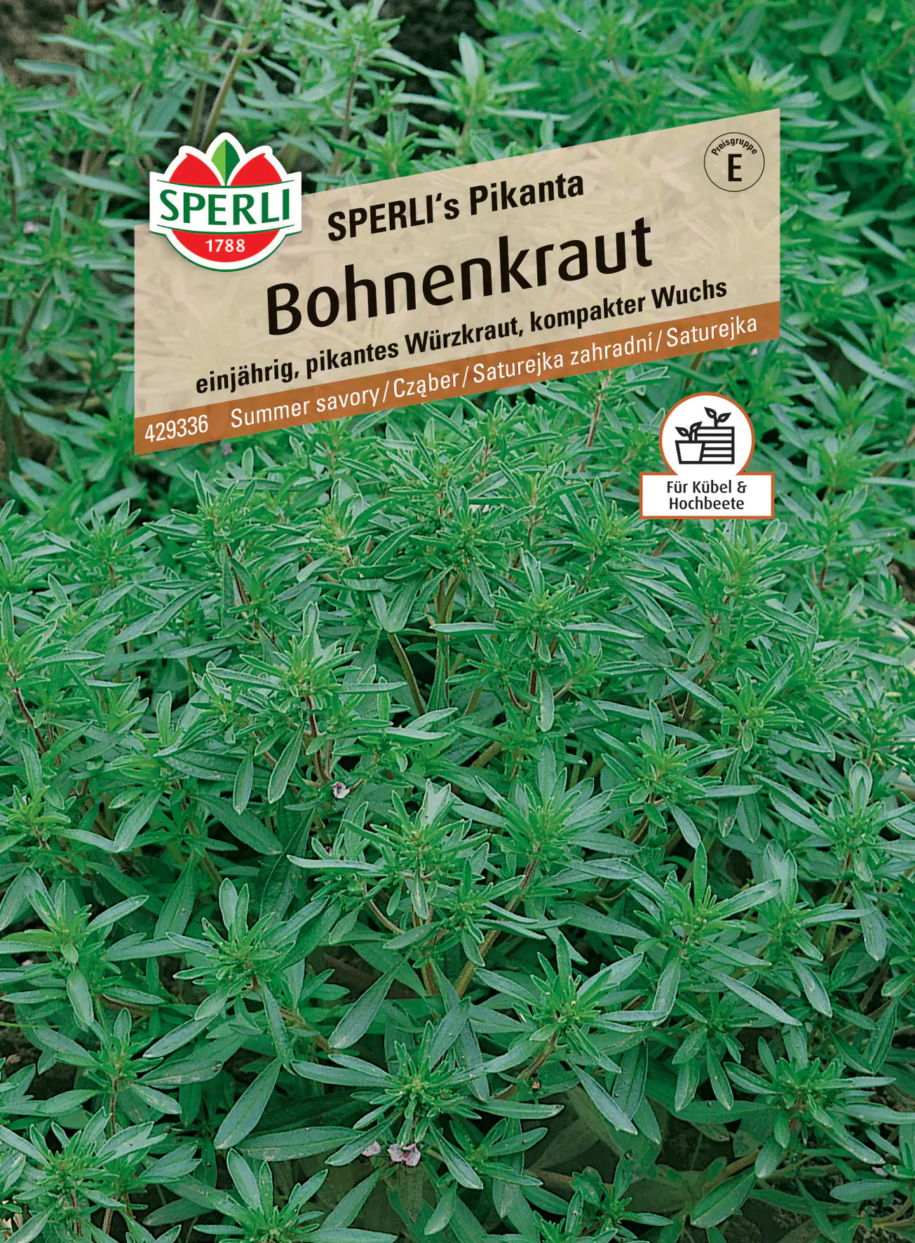 Sperli Bohnenkraut Sperli 's Pikanta Sperli Bohnenkraut Sperli 's Pikanta