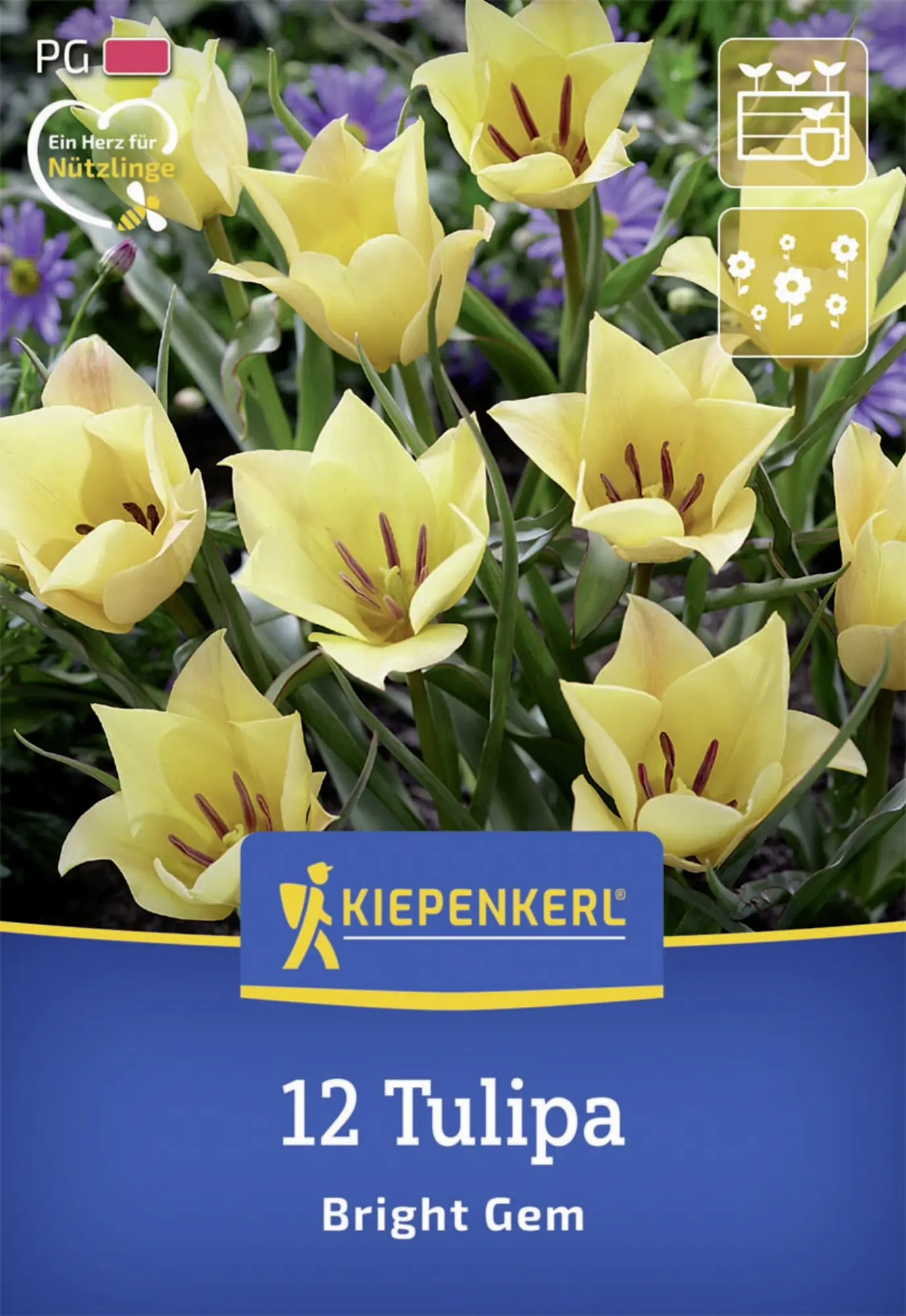 Kiepenkerl Herbstblumenzwiebel Wildtulpe Bright Gem 12 Stück
