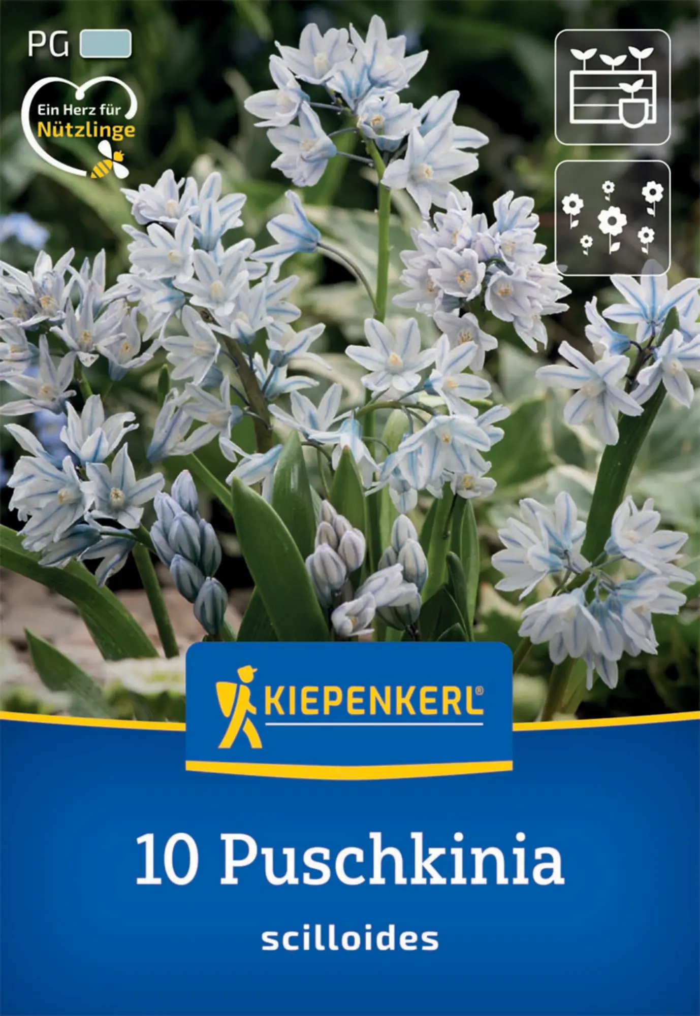 Kiepenkerl Herbstblumenzwiebel Puschkinie 10 Pflanzen