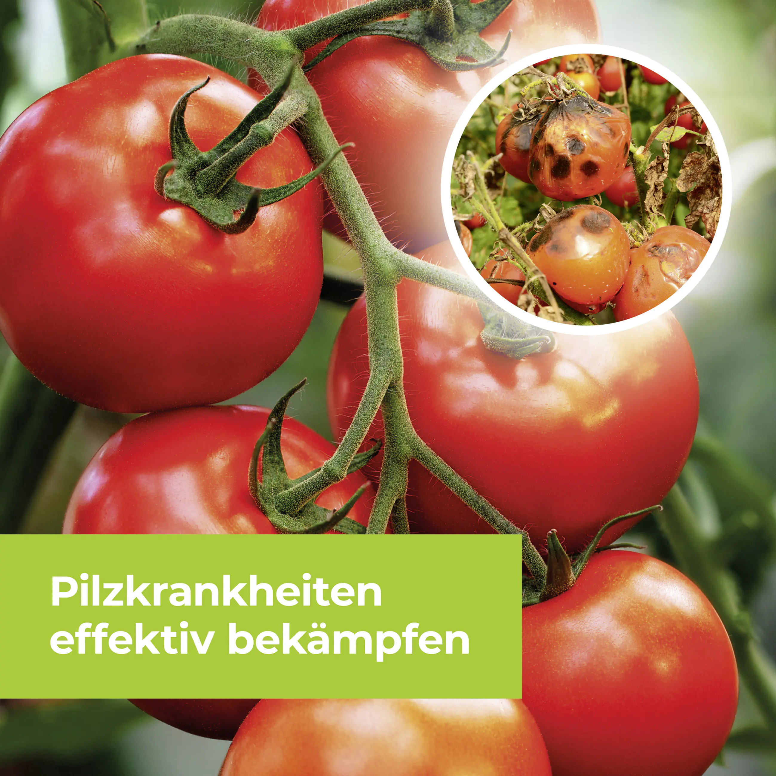 Protect Garden Curamat AZ Rosen-Pilzfrei 15 ml Protect Garden Curamat AZ Rosen-Pilzfrei 15 ml