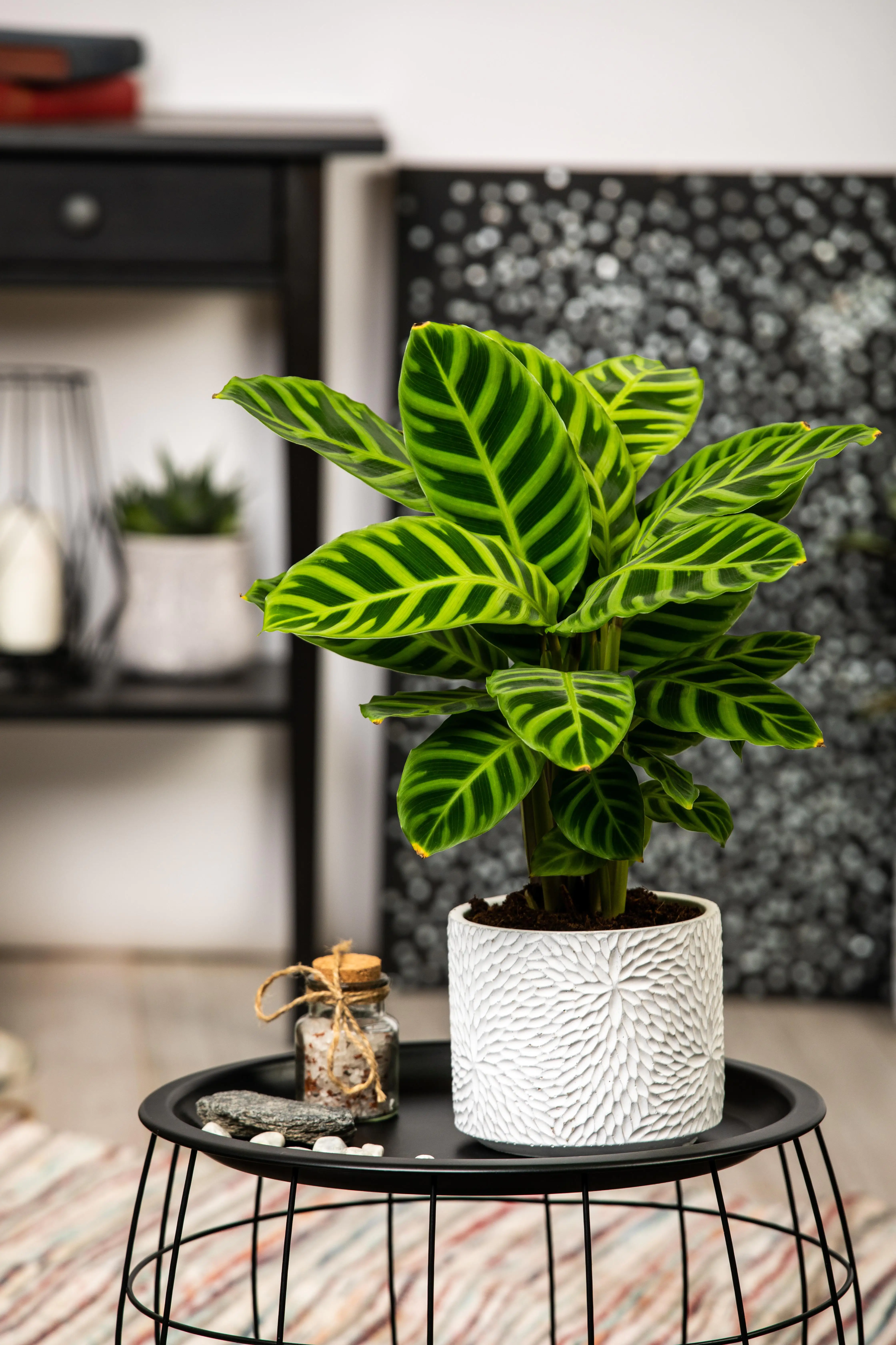 Korbmarante 'Zebrina' 14 cm Topf, ca. 50 cm hoch