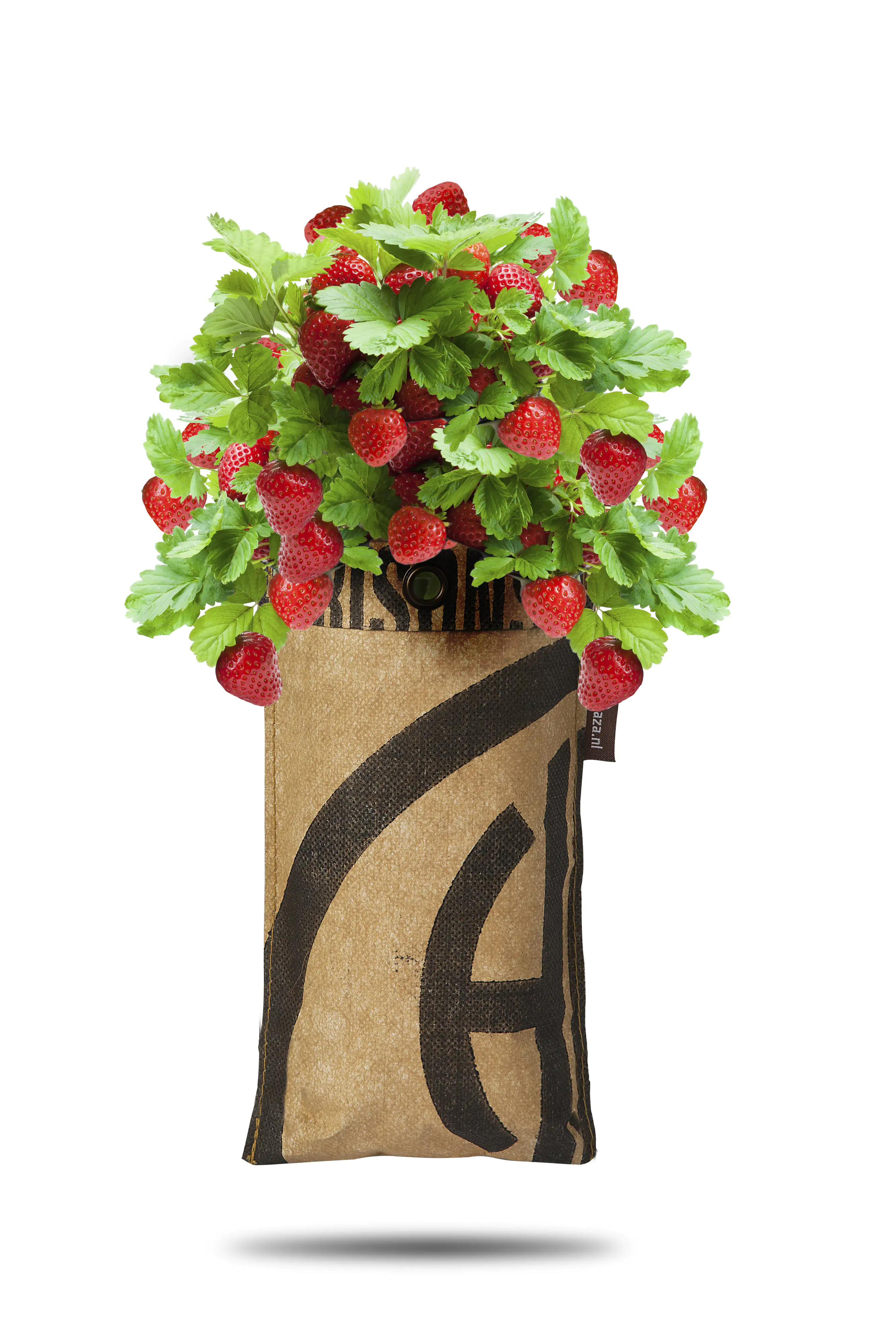 Baza Seeds hängender Garten saftige Erdbeere