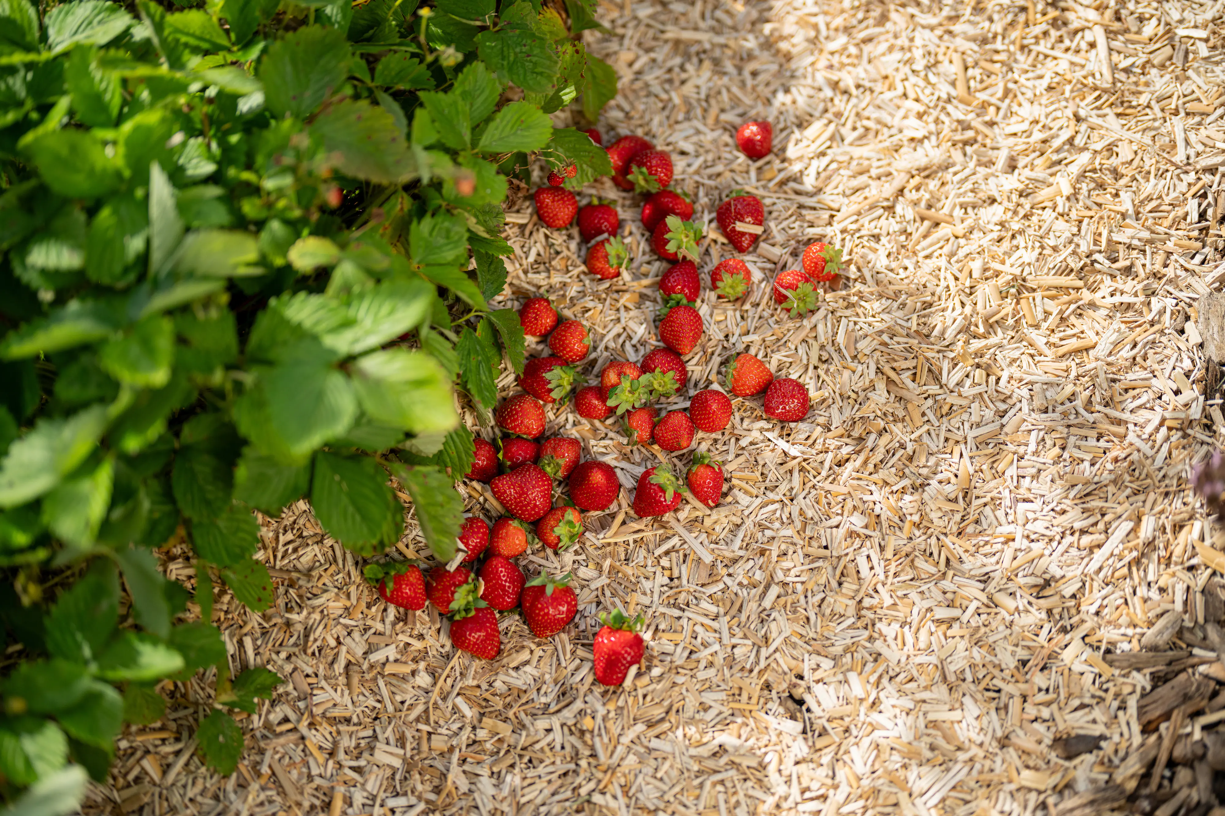 Floragard Erdbeermulch und Gemüsemulch 2 x 20 L