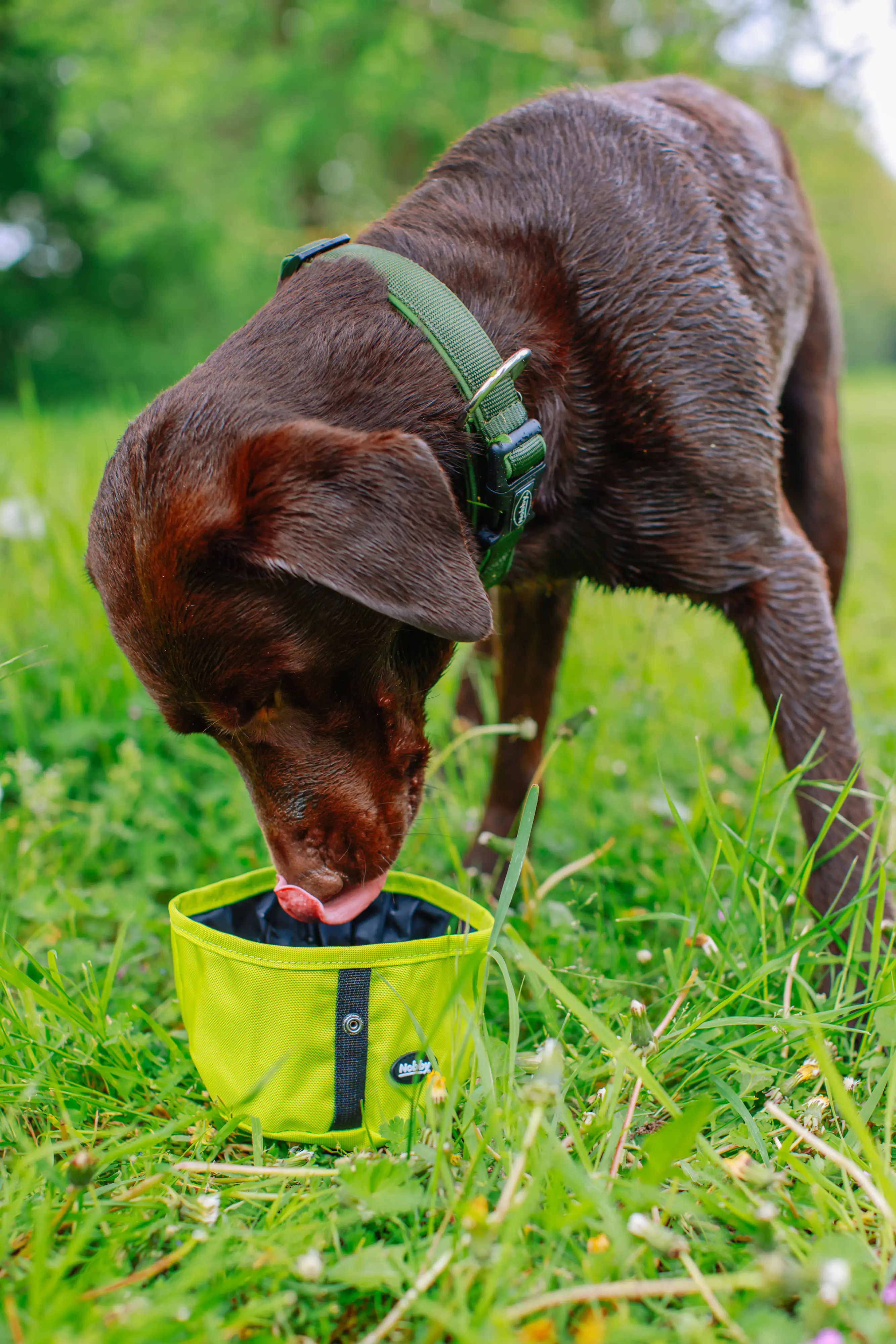 Nobby Reisenapf Rio neongrün 500 ml Nobby Reisenapf Rio neongrün 500 ml