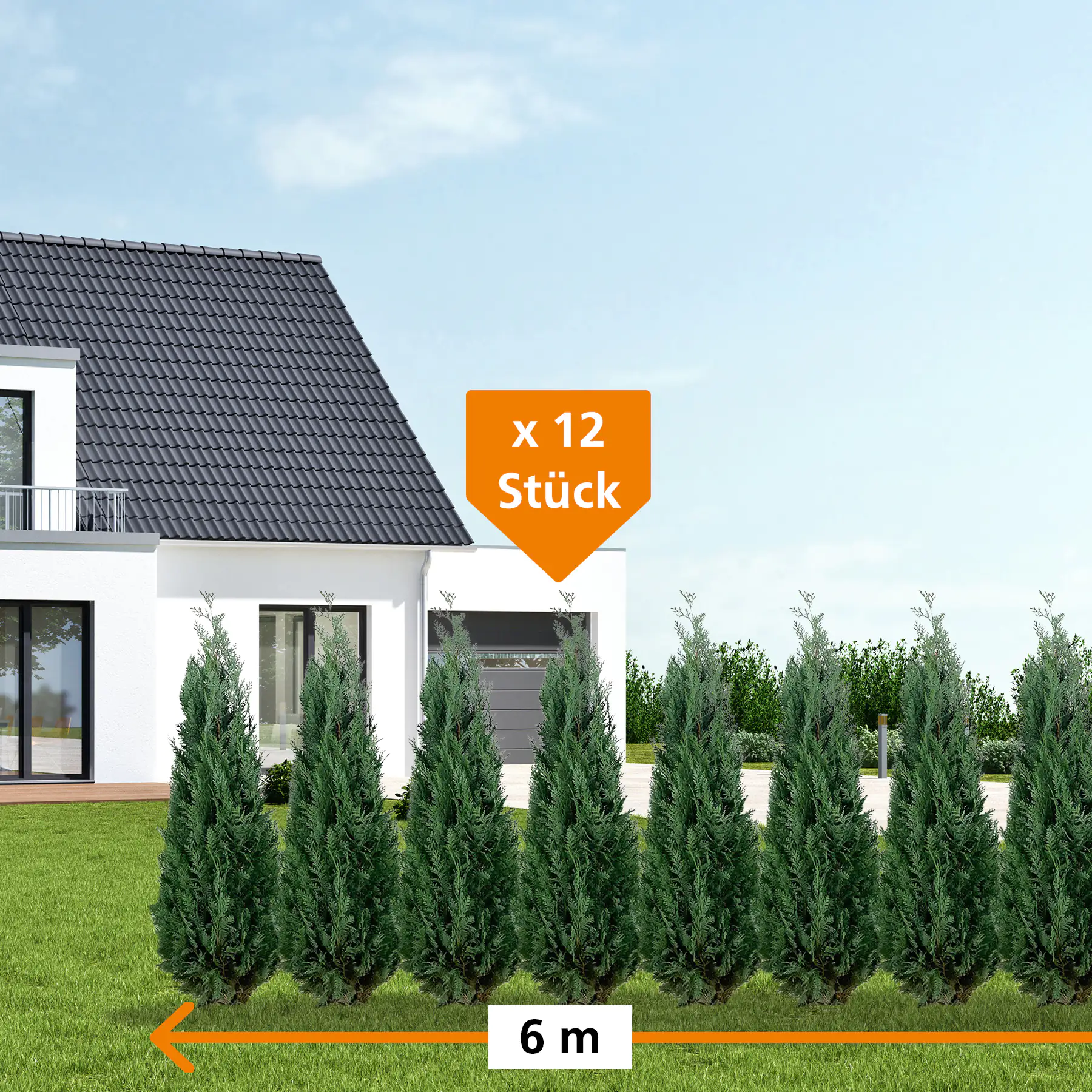Blaue Scheinzypresse Cham. law. column. Glauca H 160 - 180 cm, 12 Stück Blaue Scheinzypresse Cham. law. column. Glauca H 160 - 180 cm, 12 Stück