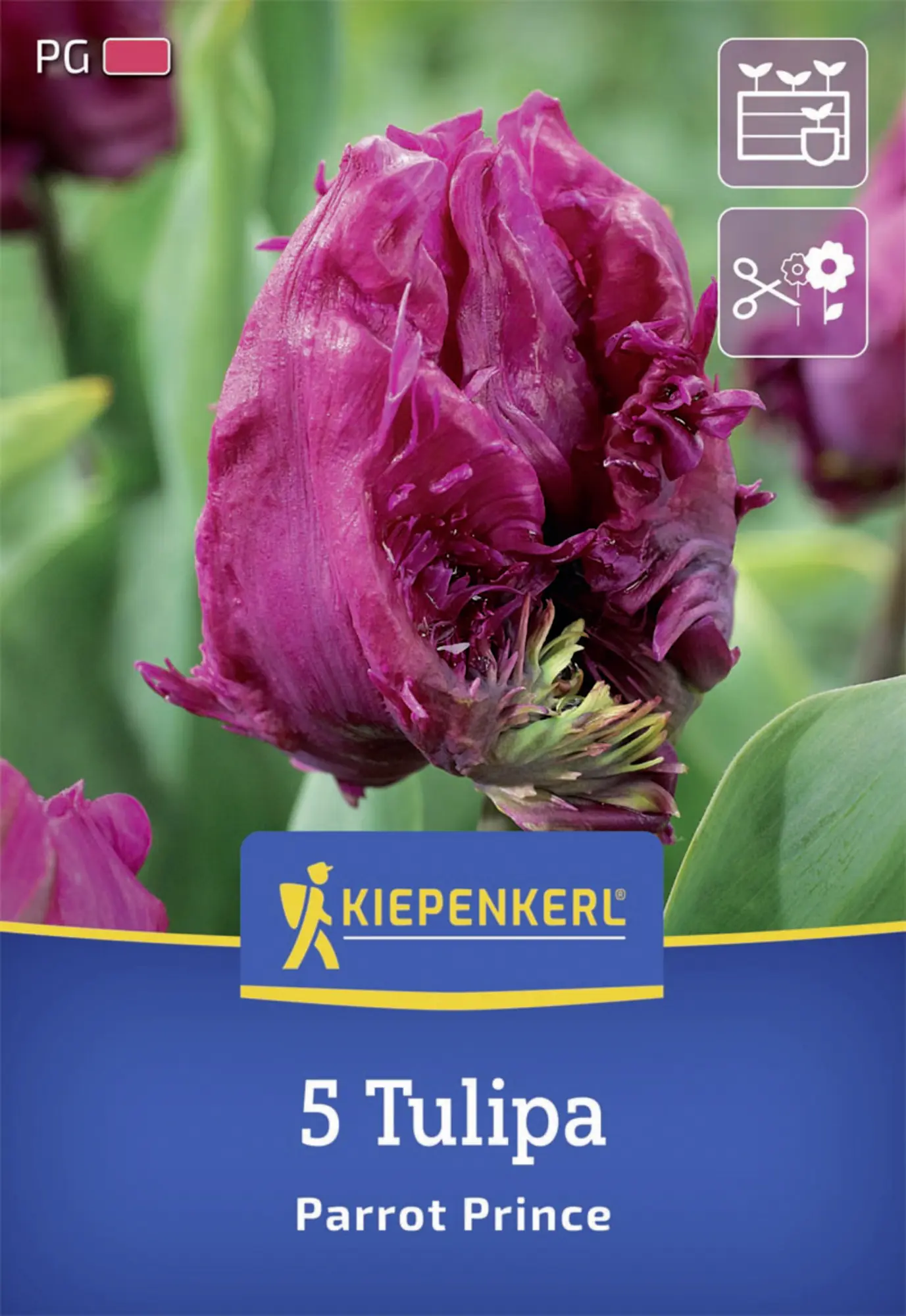 Kiepenkerl Herbstblumenzwiebel Papagei-Tulpe Parrot Prince 5 Stück