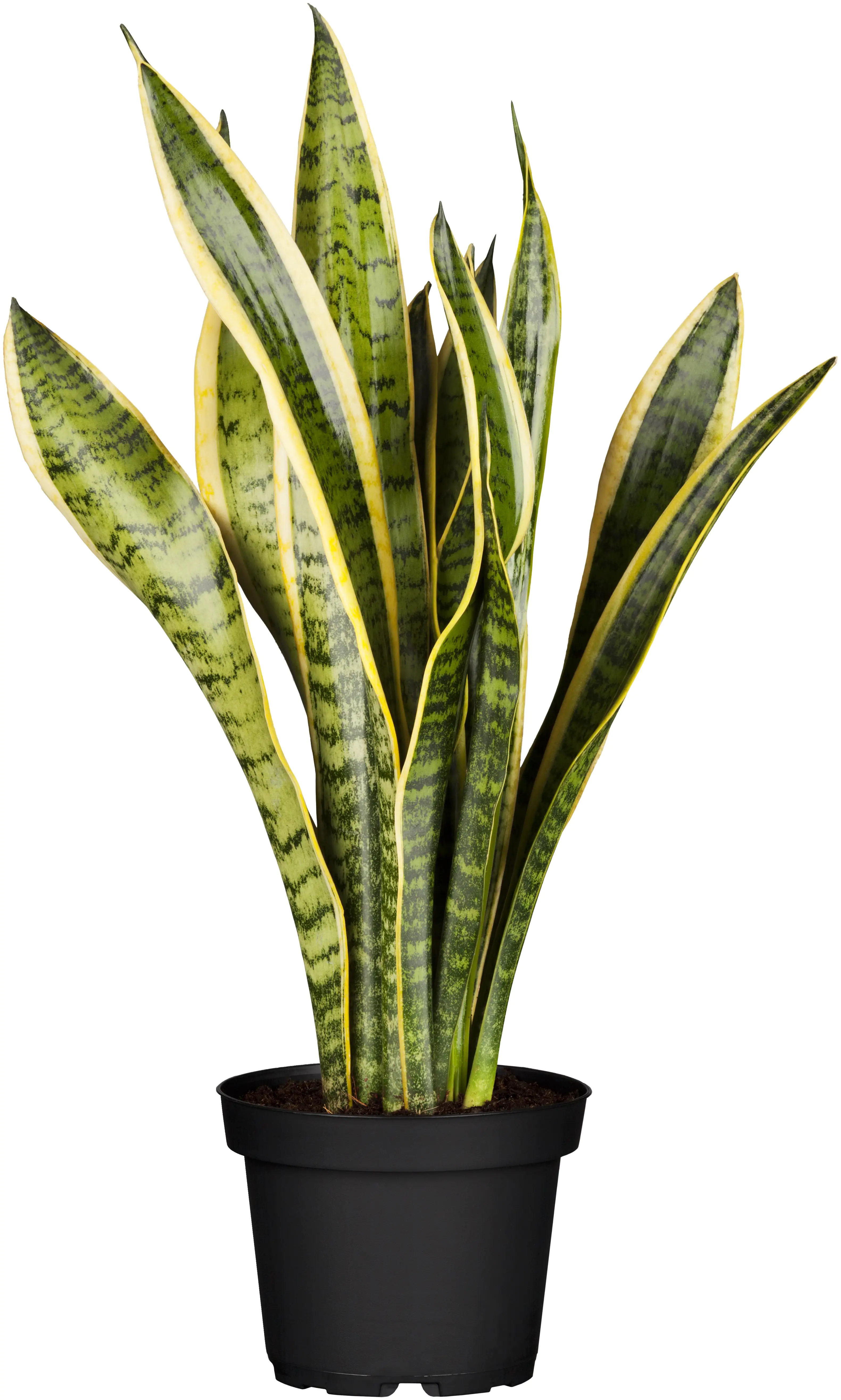 8717929597581 Sansevieria Laurentii Bogenhanf 30 cm 12 cm Topf