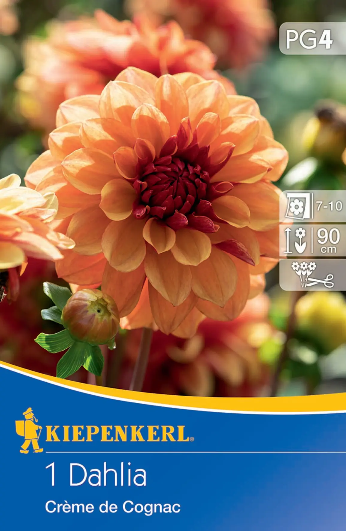 Kiepenkerl Seerosen-Dahlie Creme de Cognac