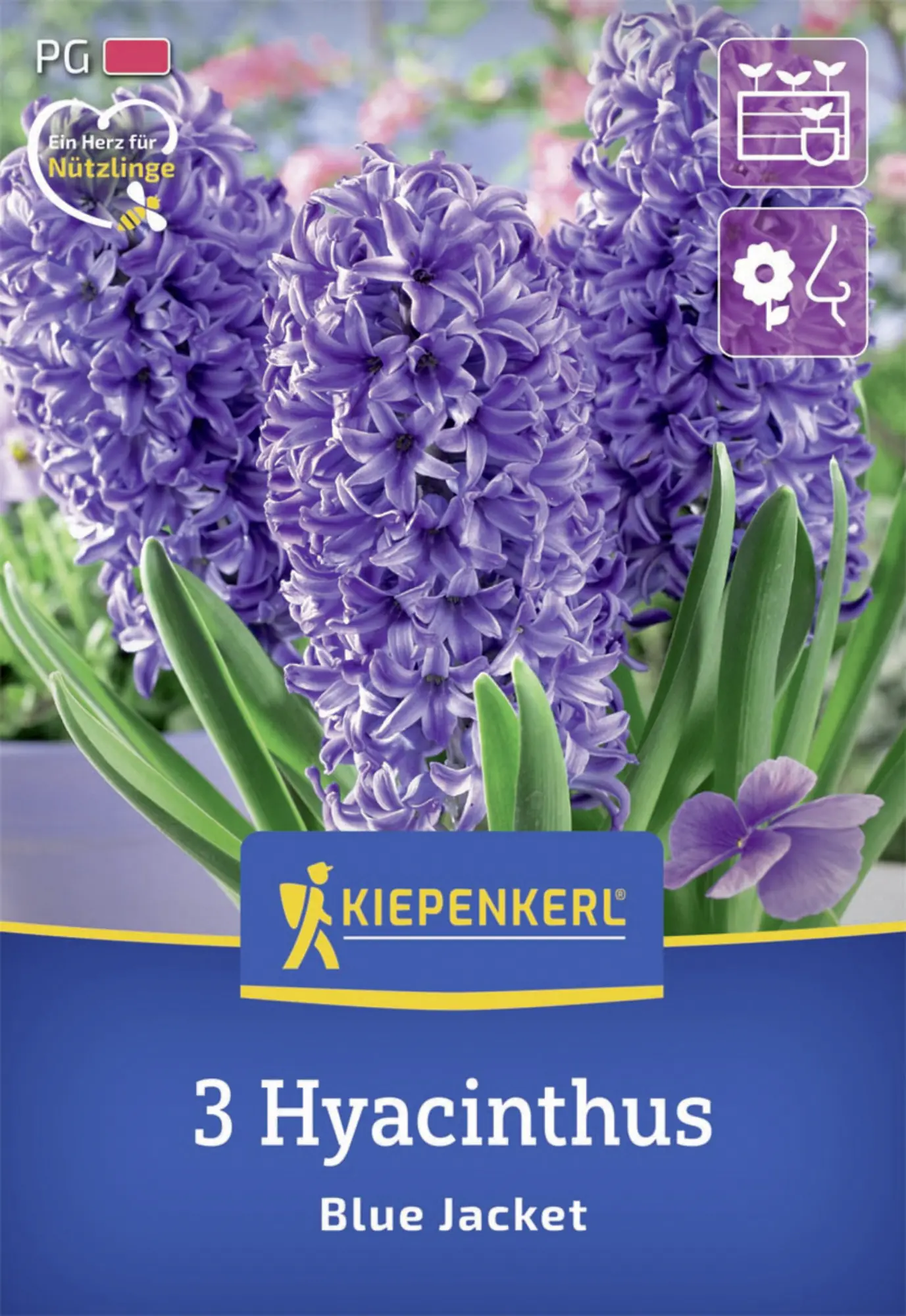 Kiepenkerl Herbstblumenzwiebel Hyazinthe Blue Jacket 3 Stück