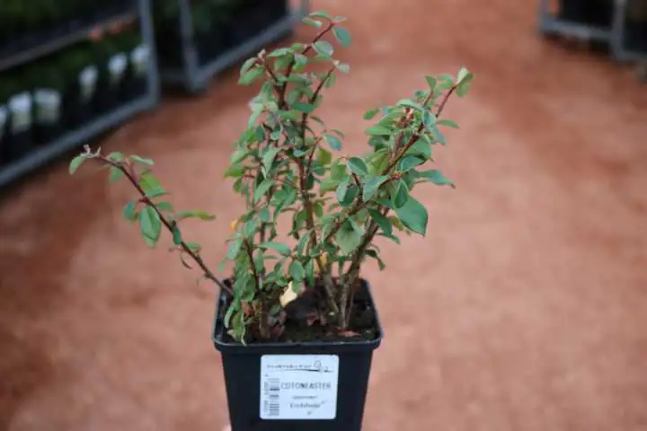 Zwergmispel Eichholz 11 cm Topf