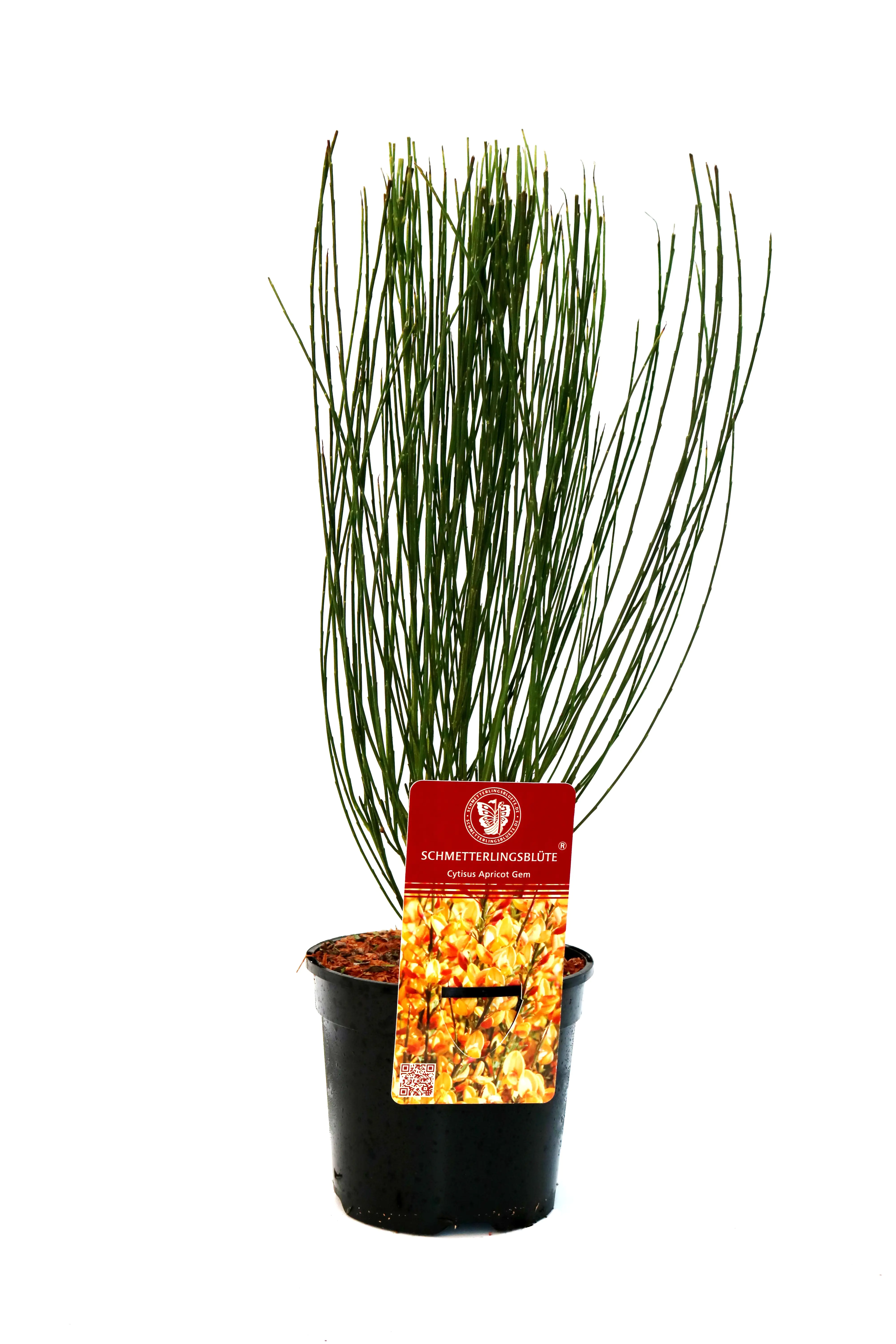 Ginster 2 L Container