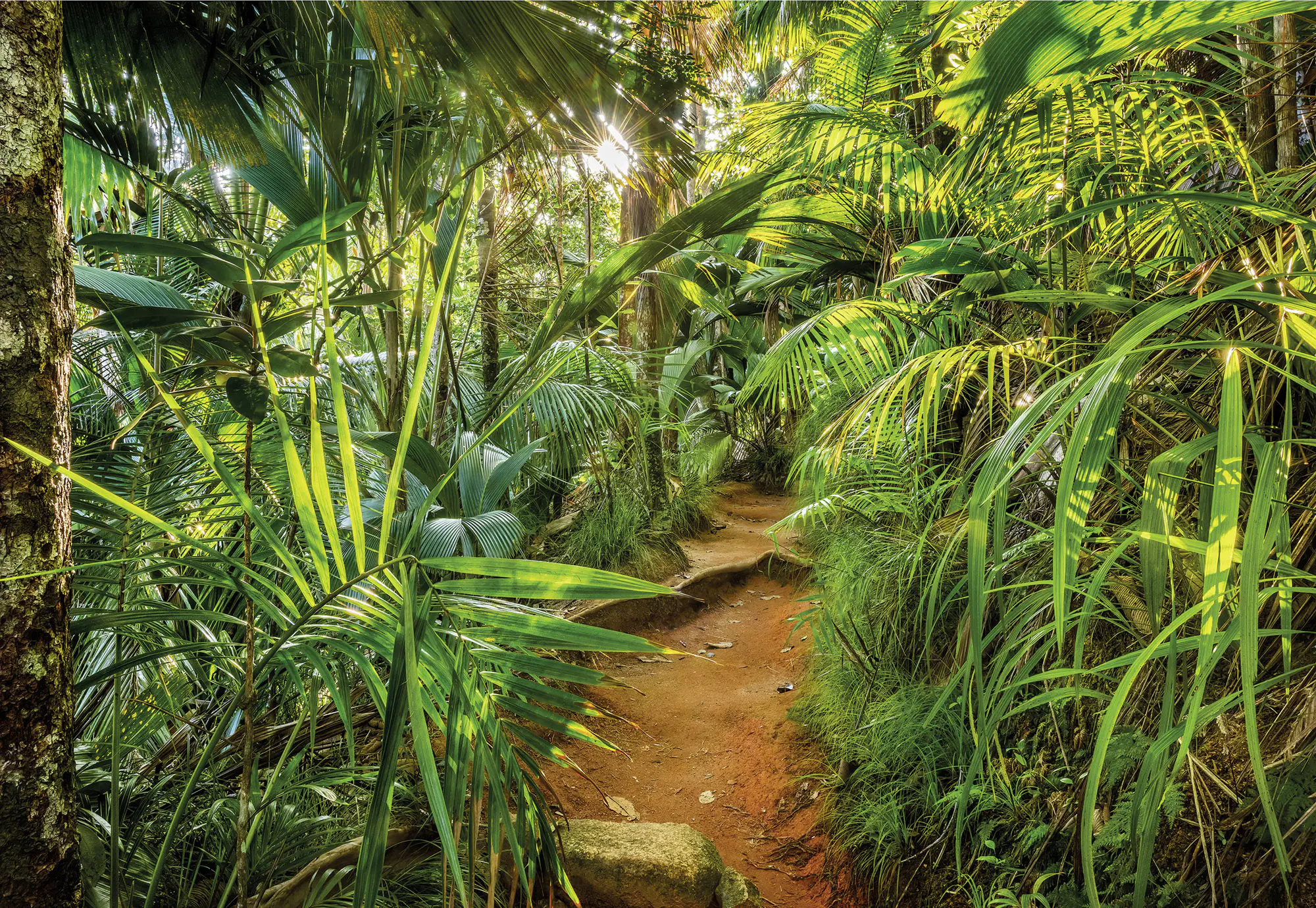 Komar Fototapete jungle Trail 368 x 254 cm