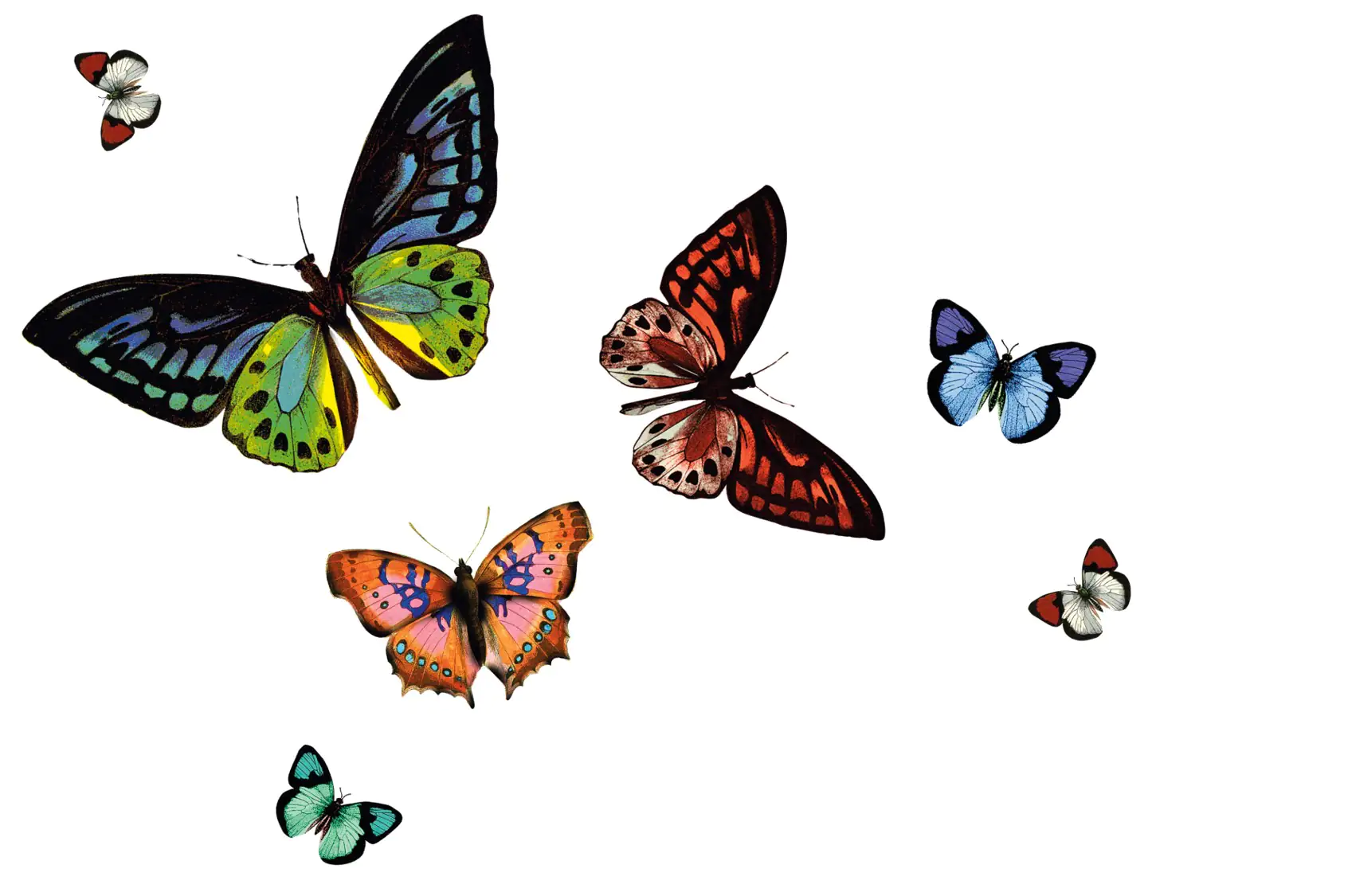 4007386321404 d-c-table® Tischset Rio Papilio 44 x 29 cm