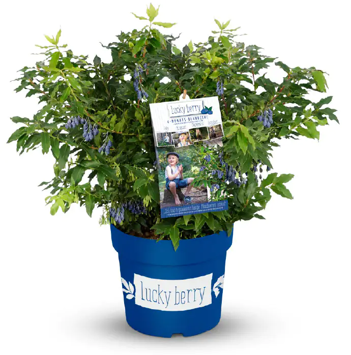 Obststrauch Heidelbeere 4,6 L Container