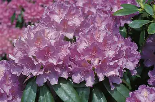 Rhododendron INKARHO ® lila Dufthecke 5 l Container