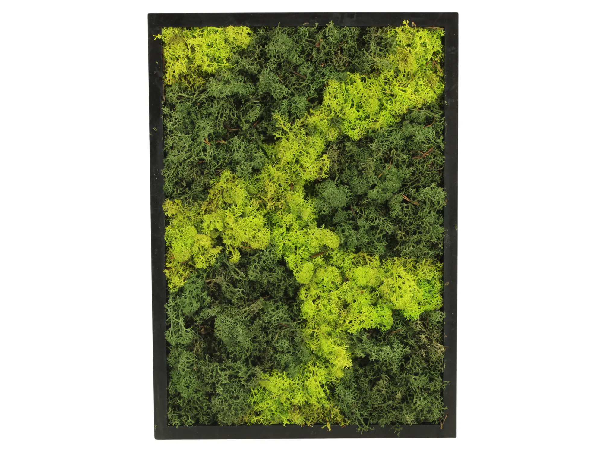 Moosbild rechteckig 38 cm mit echtem Moos