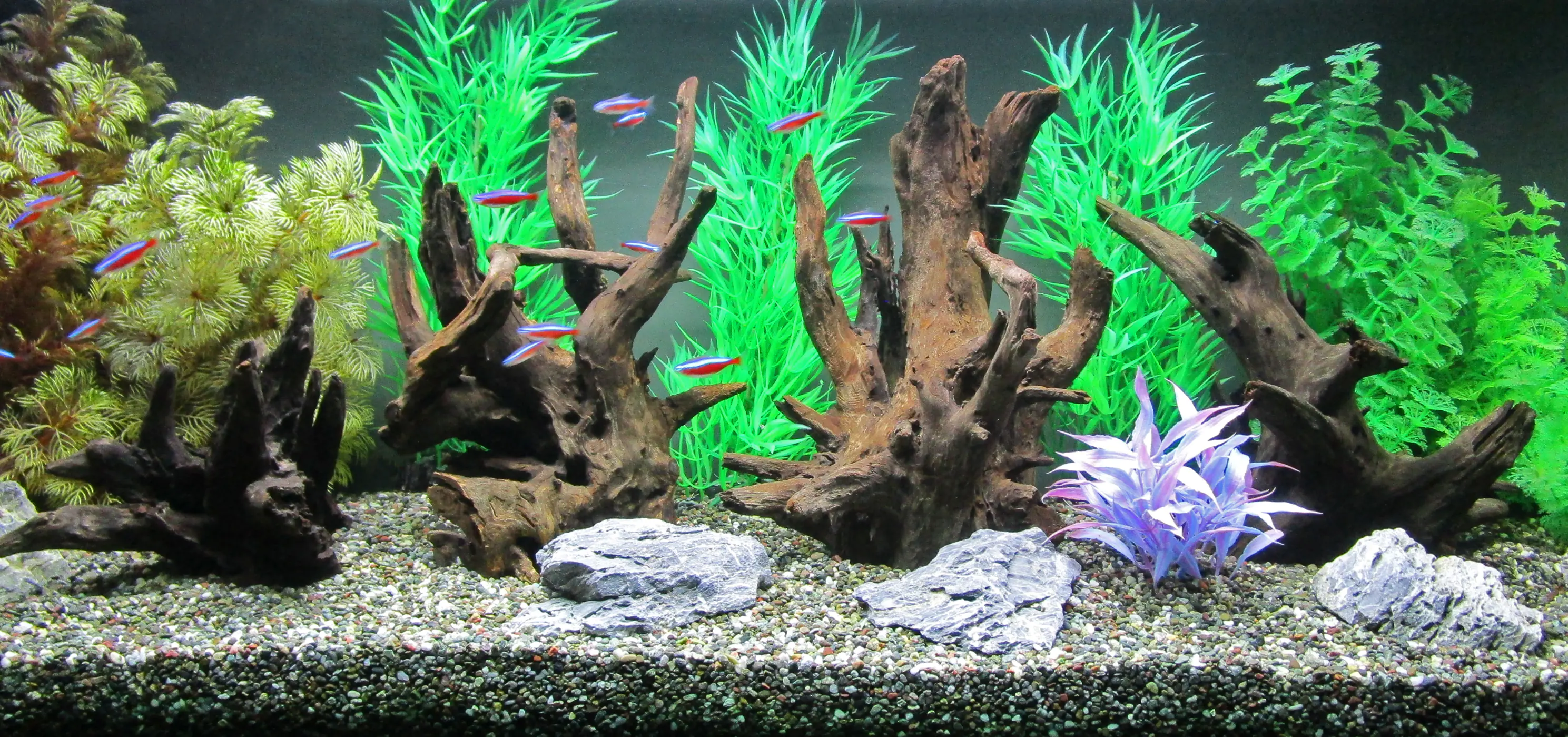 Orbit Caruqa-Wurzel large 