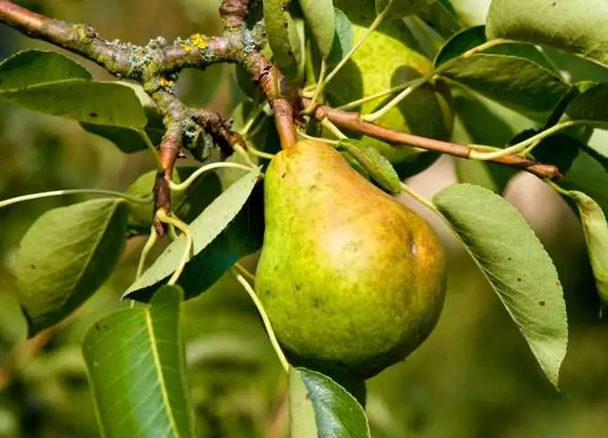 Birnenbaum Williams Christbirne 7,5 L Container