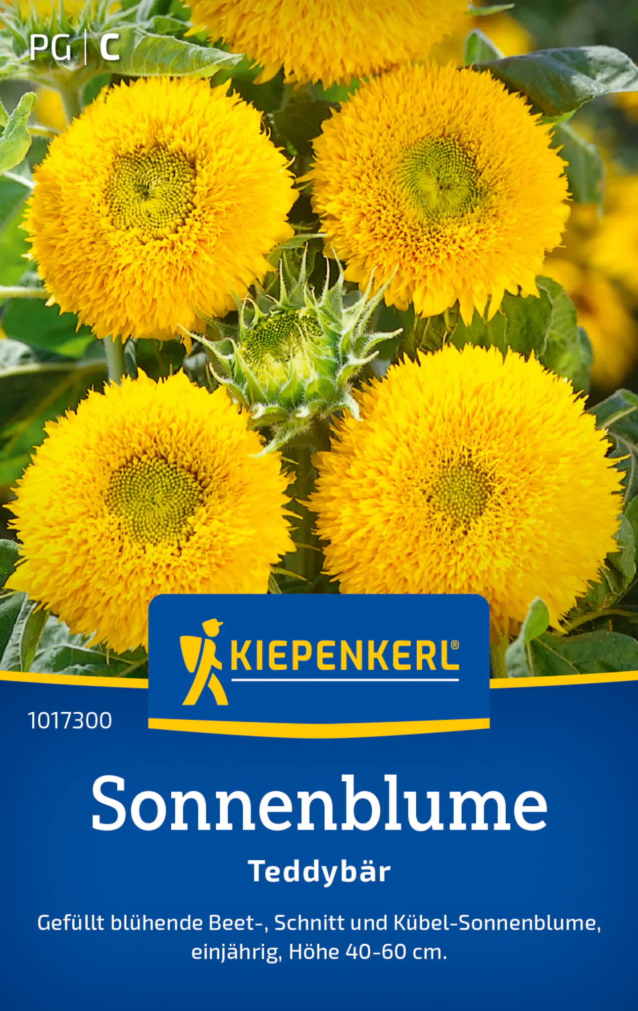 Kiepenkerl Blumensamen Sonnenblumen Teddybär für ca. 20 Pflanzen