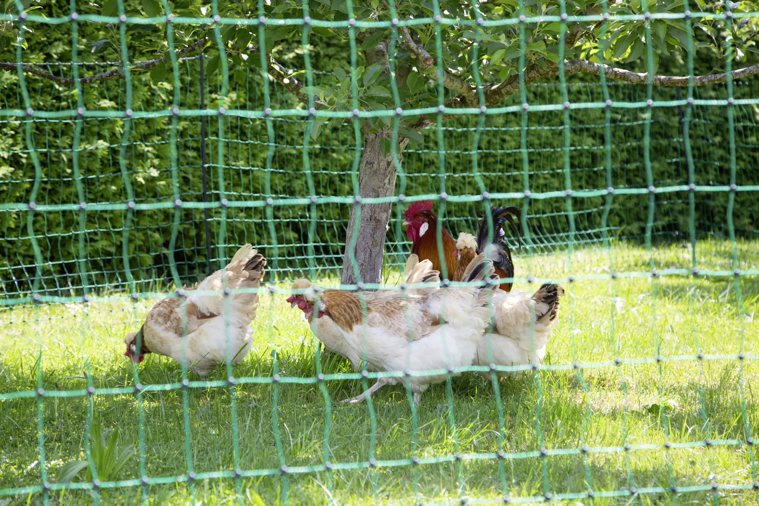 Geflügelnetz grün LxH 25 m x 106 cm Doppelspitze ohne Strom