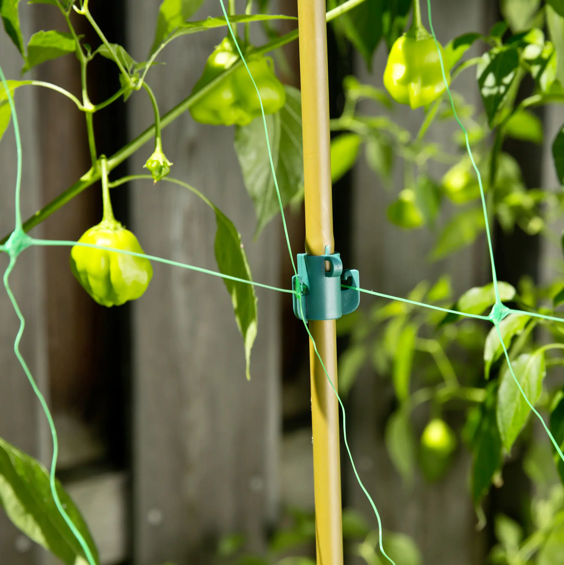 Windhager Rankhilfe- und Multi-Clips 9 Stück