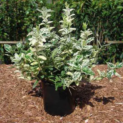 Kriechspindel Harlequin 11 cm Topf