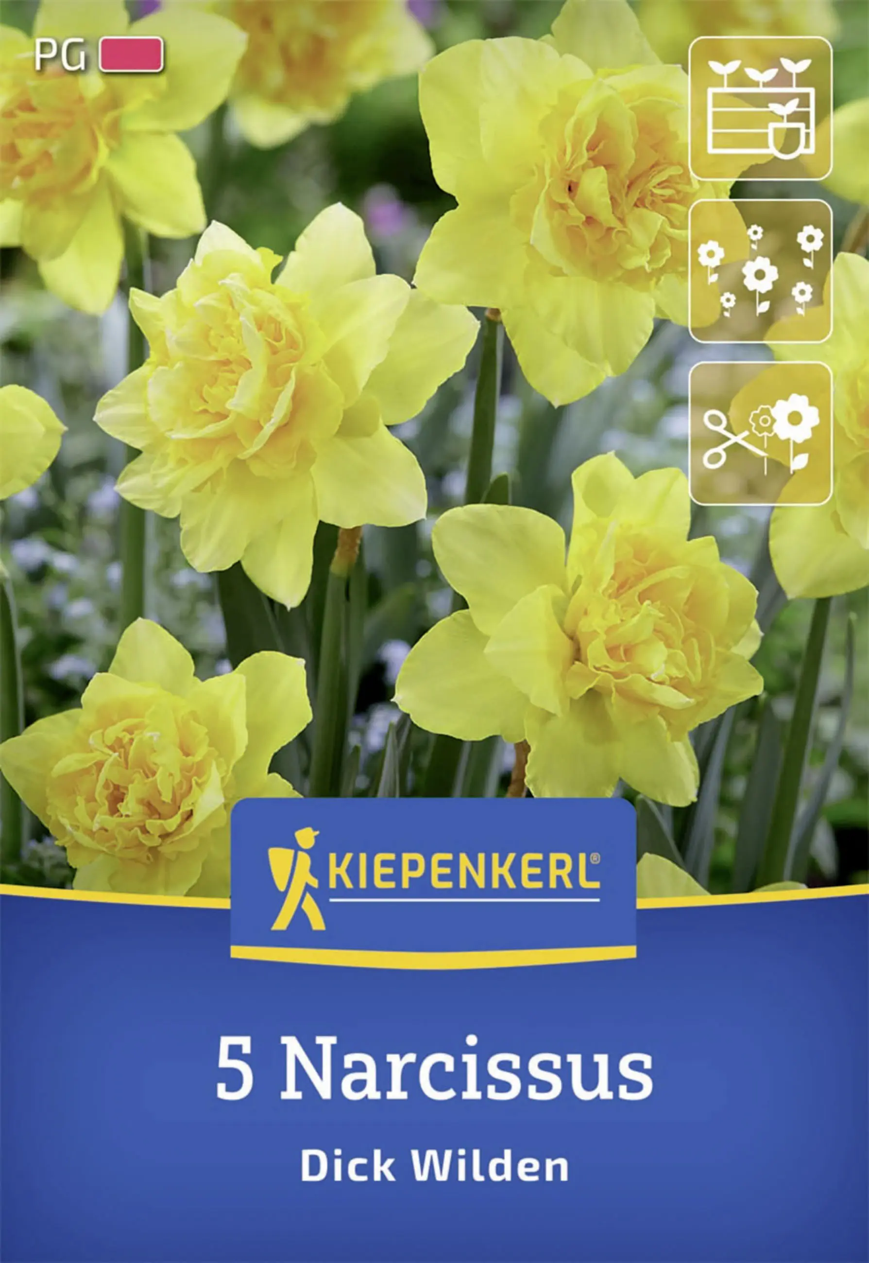 Kiepenkerl Herbstblumenzwiebel Narzisse Dick Wilden 5 Stück