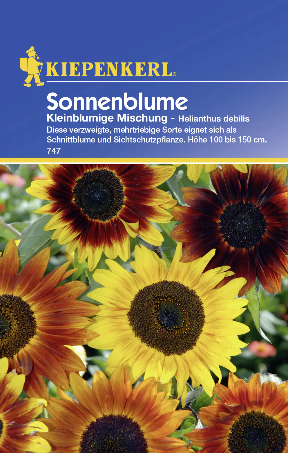 Kiepenkerl Sonnenblume Kleinblumige Mischung Helianthus debilis, Inhalt: ca. 30 Pflanzen