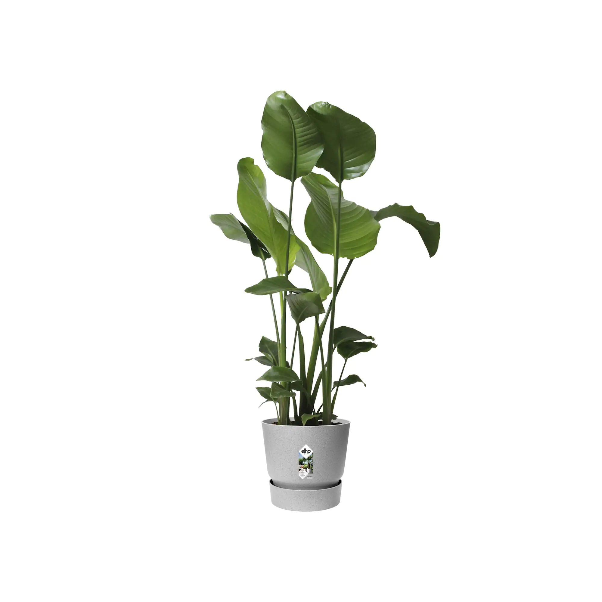 Elho Pflanztopf Greenville Ø 25 x 23 cm living beton Elho Pflanztopf Greenville Ø 25 x 23 cm living beton