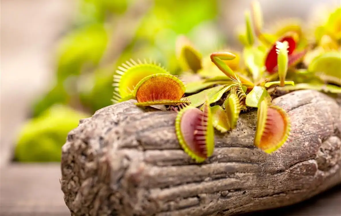 Fleischfressende Pflanzen Venusfliegenfalle H 18 cm 5,5 cm Topf Fleischfressende Pflanzen Venusfliegenfalle H 18 cm 5,5 cm Topf