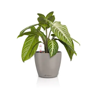 Lechuza Übertopf Kunststoff Classico Color 12 Komplettset Ø 15 x 14 cm sandbraun