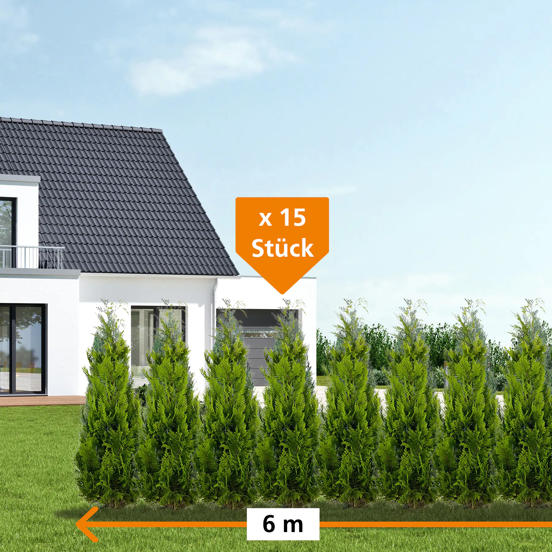 Gelbe Säulenzypresse Cham. law. Ivonne H 160 - 180 cm, 15 Stück