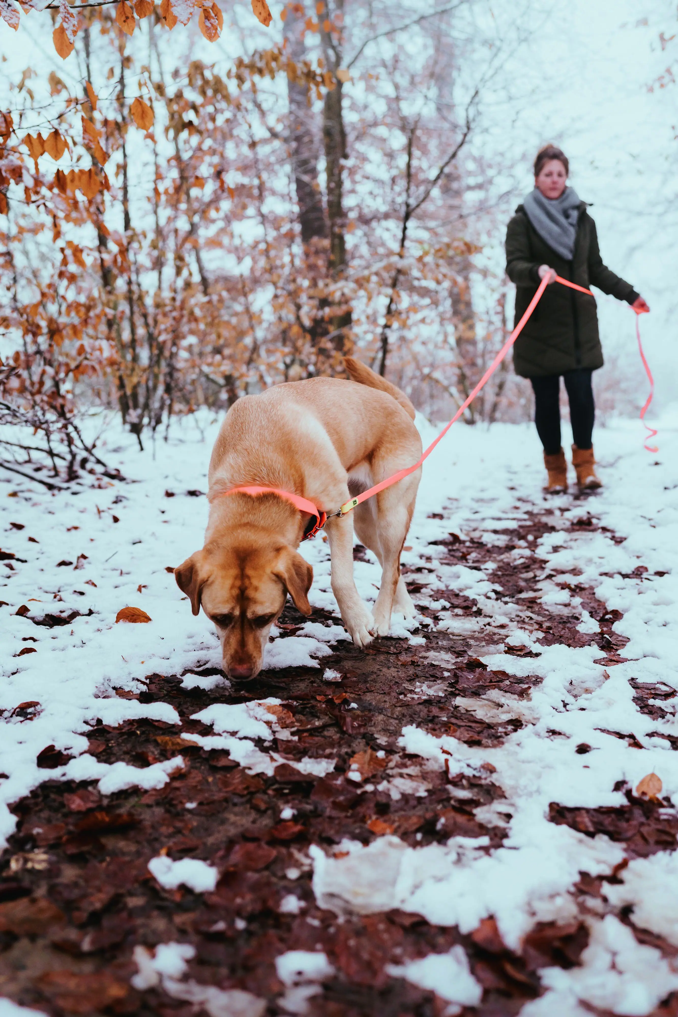 Hunter Schleppleine Hund Convenience 5 m x 2 cm neonorange