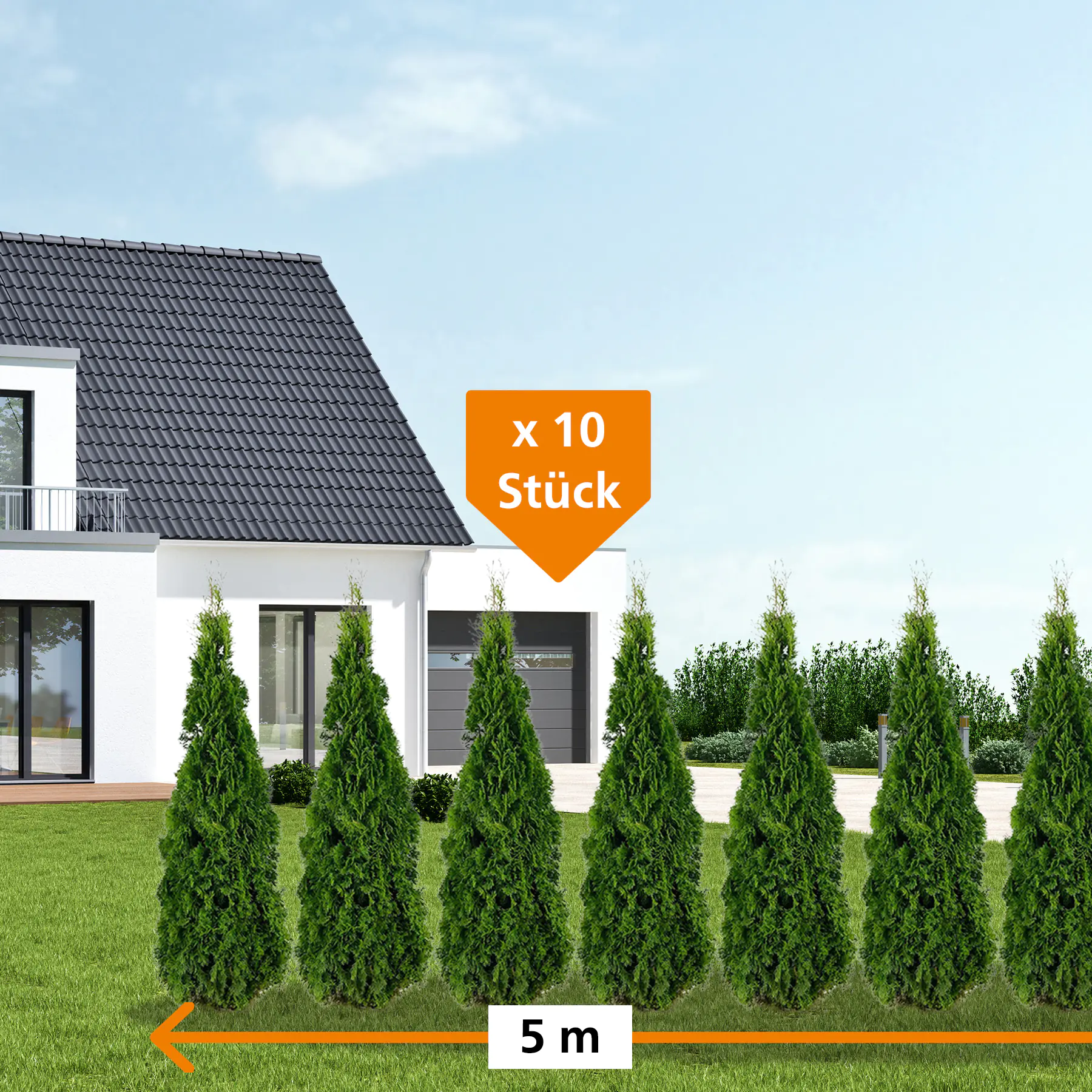 Lebensbaum Thuja occ. Smaragd H 180 - 200 cm, 10 Stück Lebensbaum Thuja occ. Smaragd H 180 - 200 cm, 10 Stück