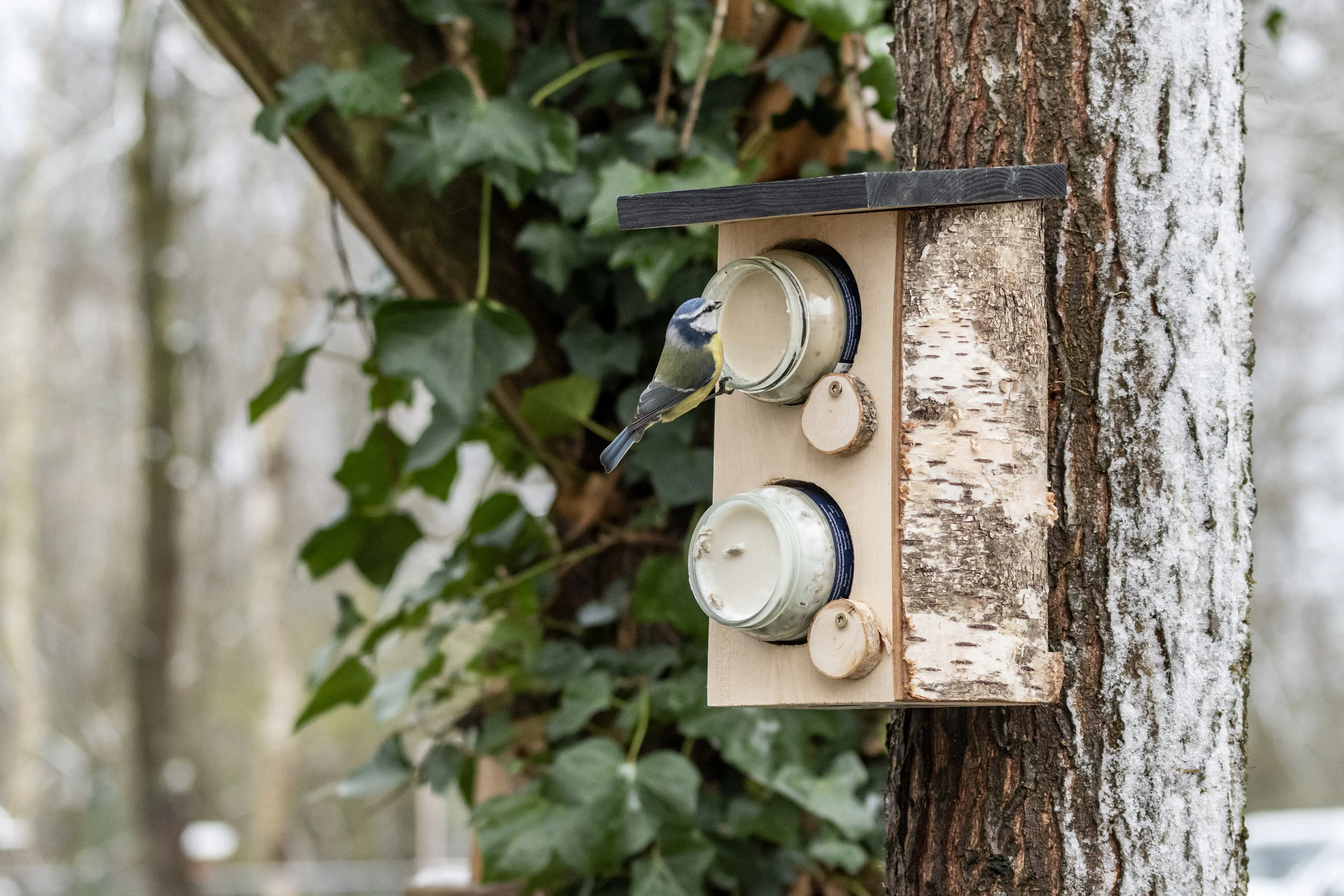 CJ Wildbird Erdnussbutterhalter Quebec für Wildvögel CJ Wildbird Erdnussbutterhalter Quebec für Wildvögel