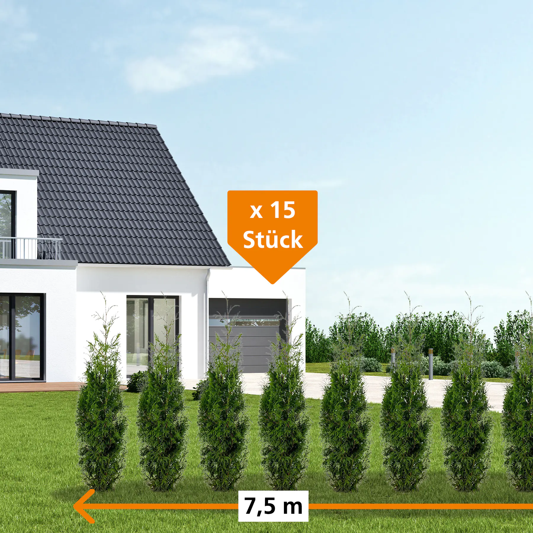 Lebensbaum Thuja plicata Martin H 160 - 180 cm, 15 Stück