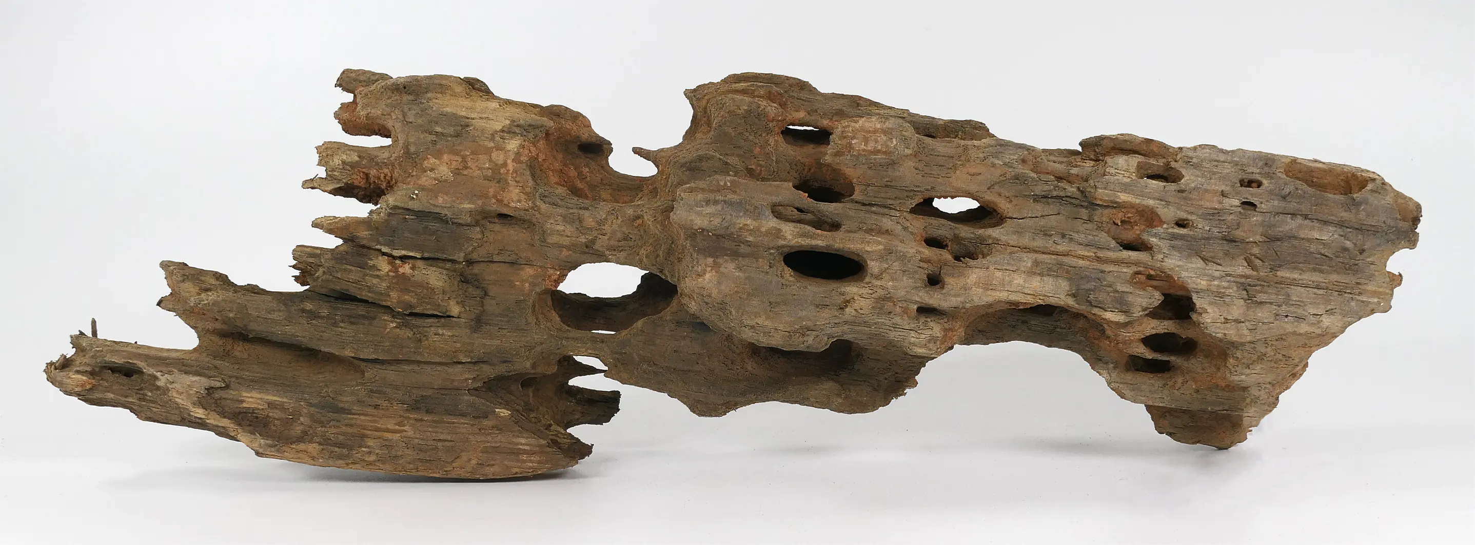 Orbit Caruqa-Wurzel medium Orbit Caruqa-Wurzel medium