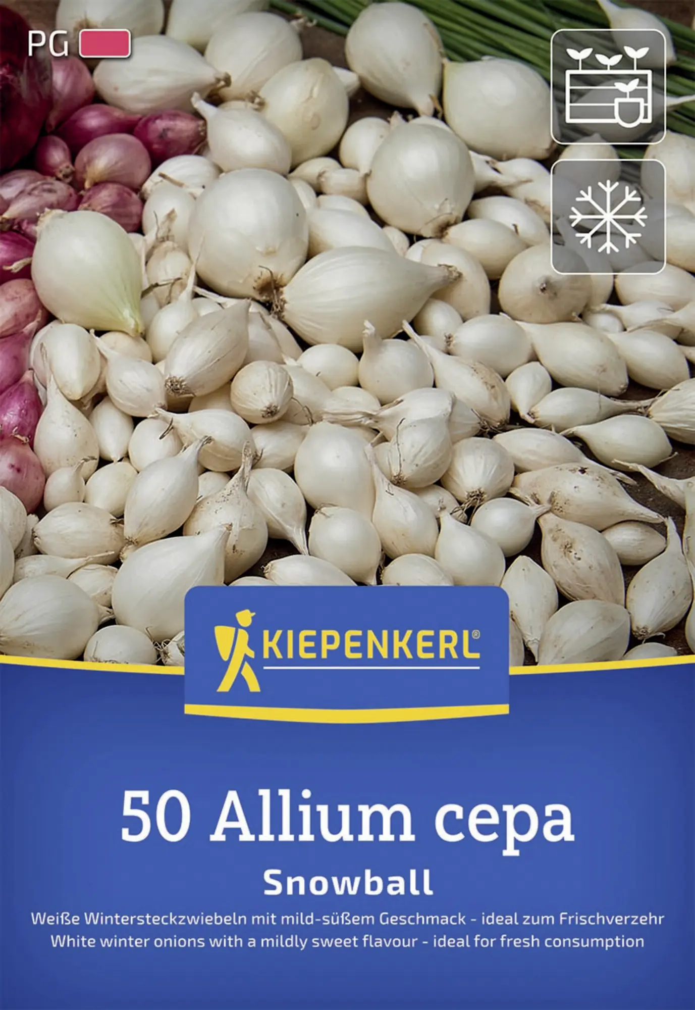 Kiepenkerl Pflanzgut Weiße Wintersteckzwiebel Snowball 50 Stück