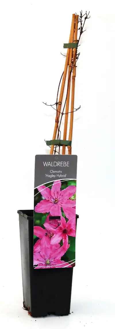 4029395002327 Waldrebe Clematis rosa H 40 - 60 cm 2 L Eckcontainer
