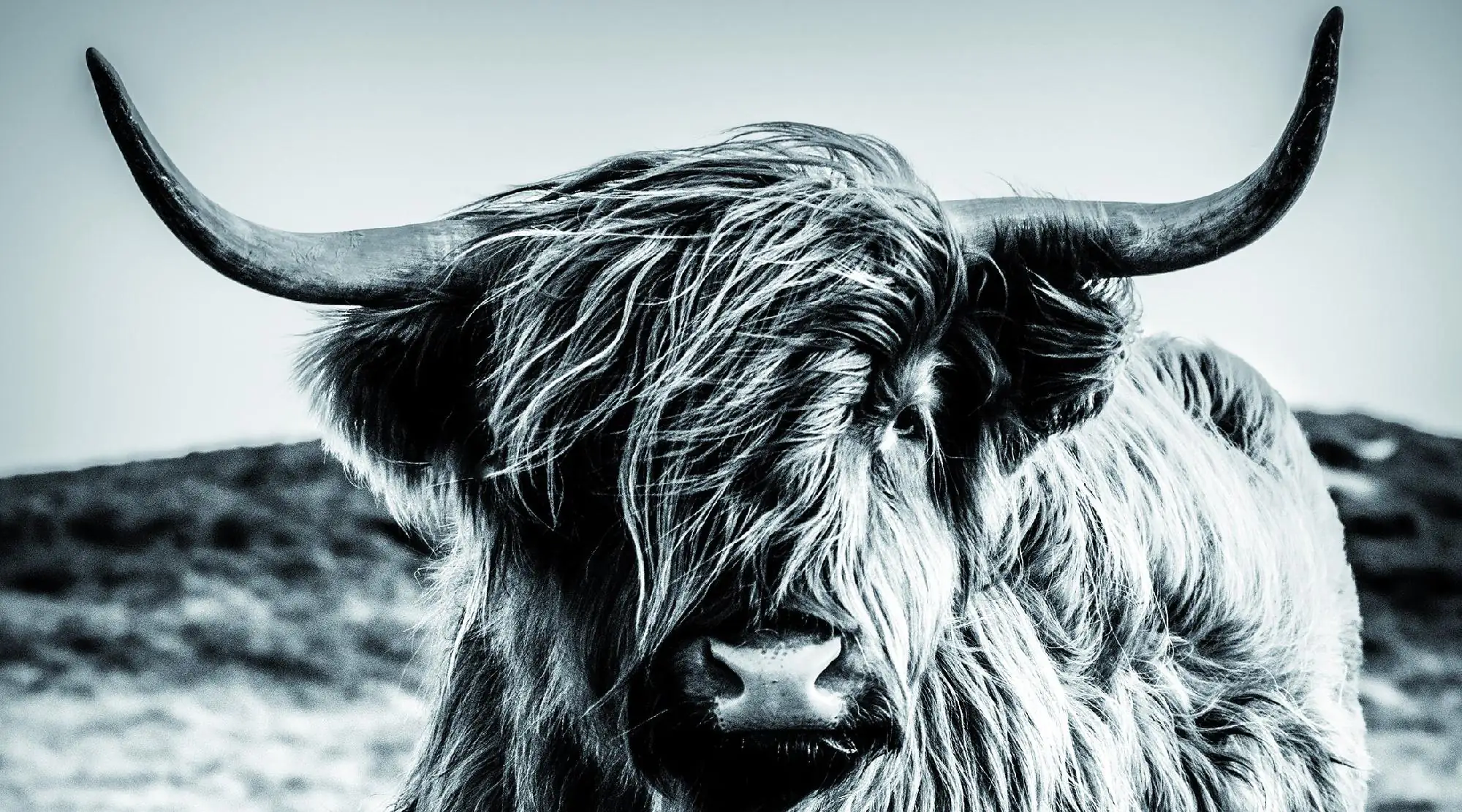 Deco-Panel Bild Cow bw 180 x 100 cm