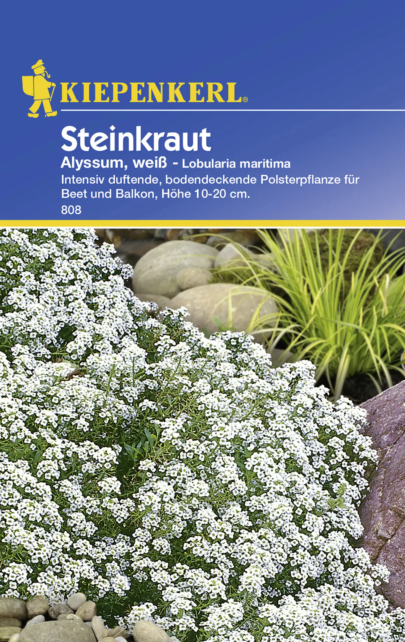 Kiepenkerl Steinkraut Alyssum weiß Lobularia maritima, Inhalt: ca. 80 Pflanzen