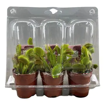 Fleischfressende Pflanzen Venusfliegenfalle H 18 cm 5,5 cm Topf Fleischfressende Pflanzen Venusfliegenfalle H 18 cm 5,5 cm Topf