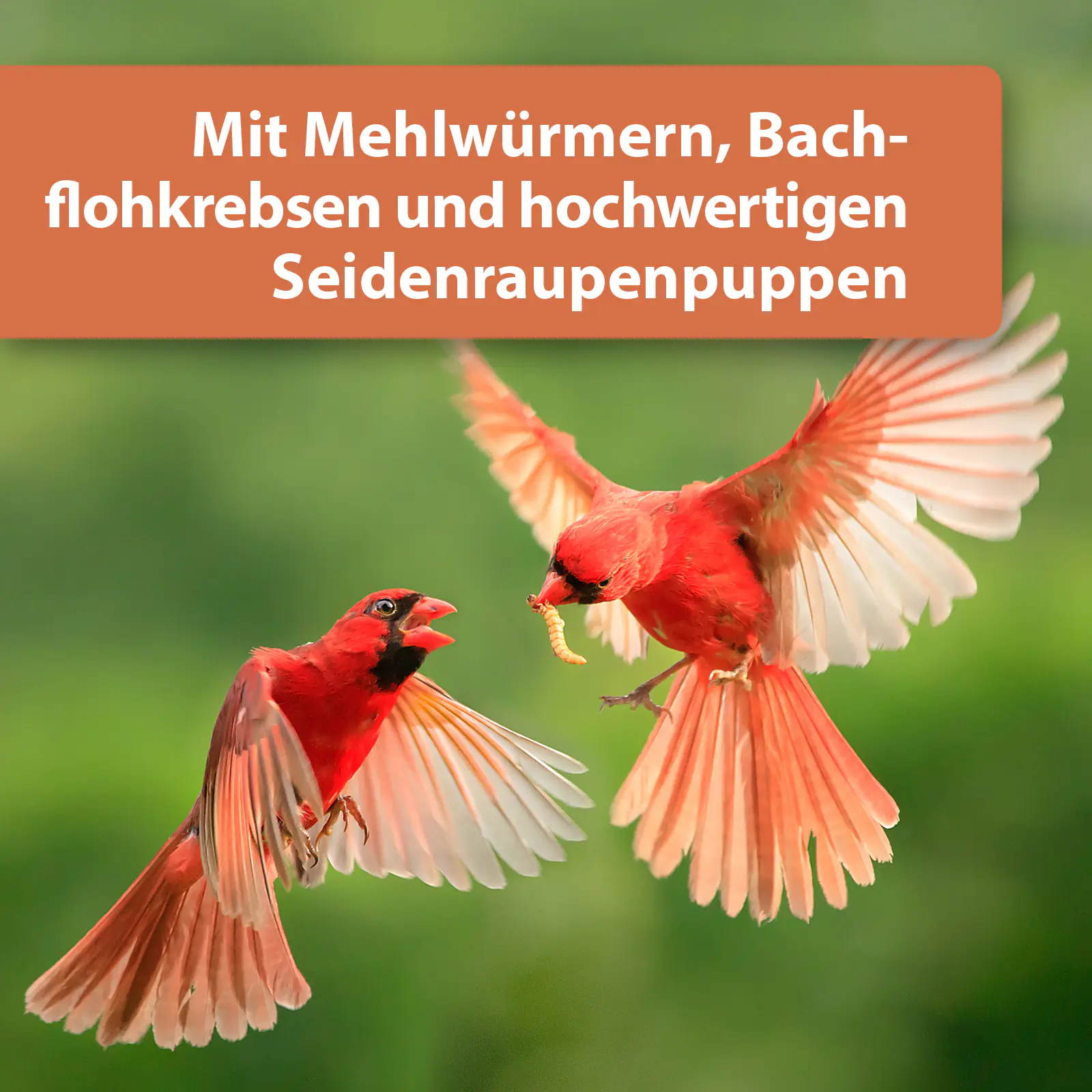 Quiko Hobbyfarming Protein Mix für Hühner und Geflügel 700 g