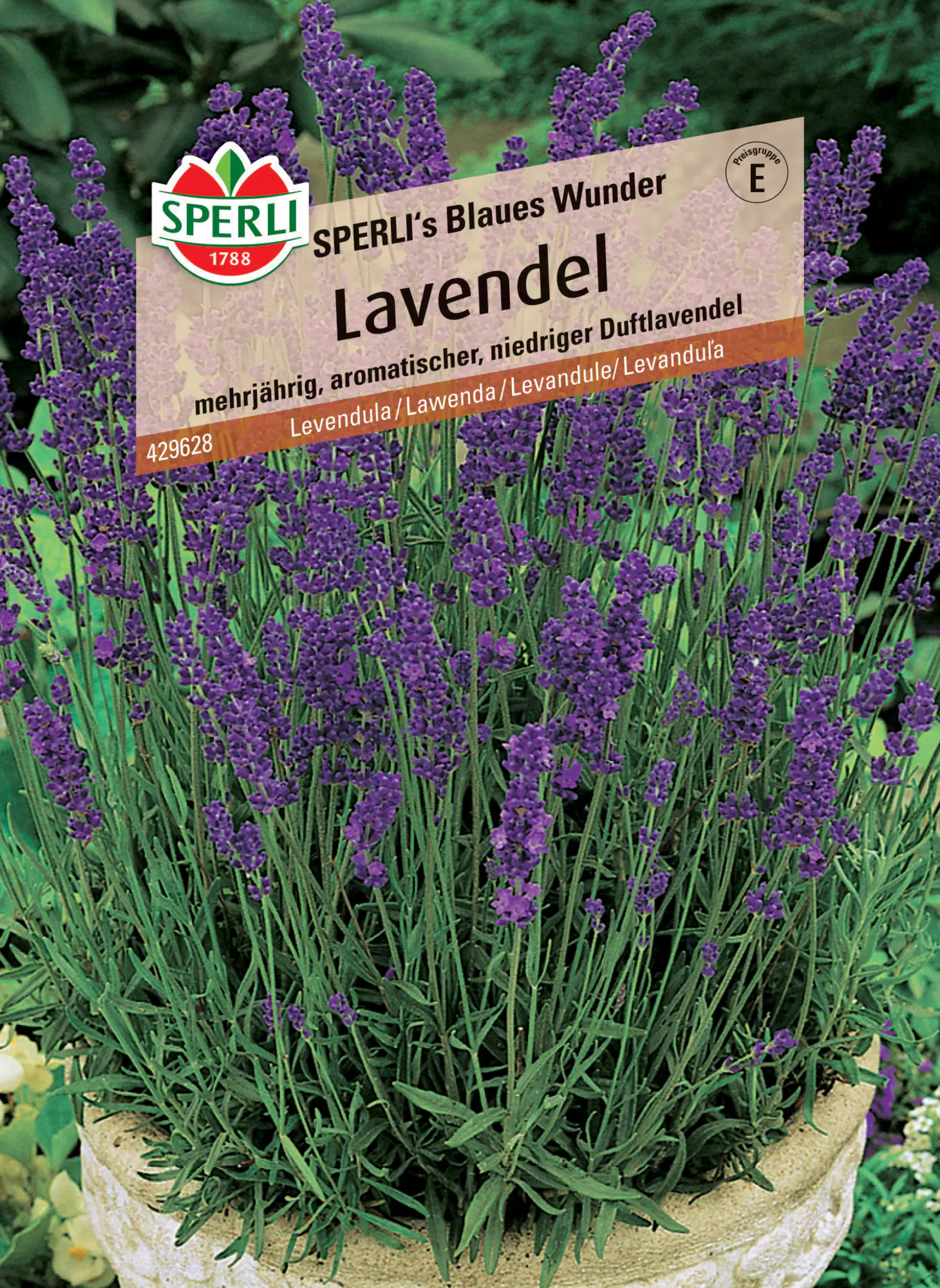Sperli Lavendel Sperli 's Blaues Wunder